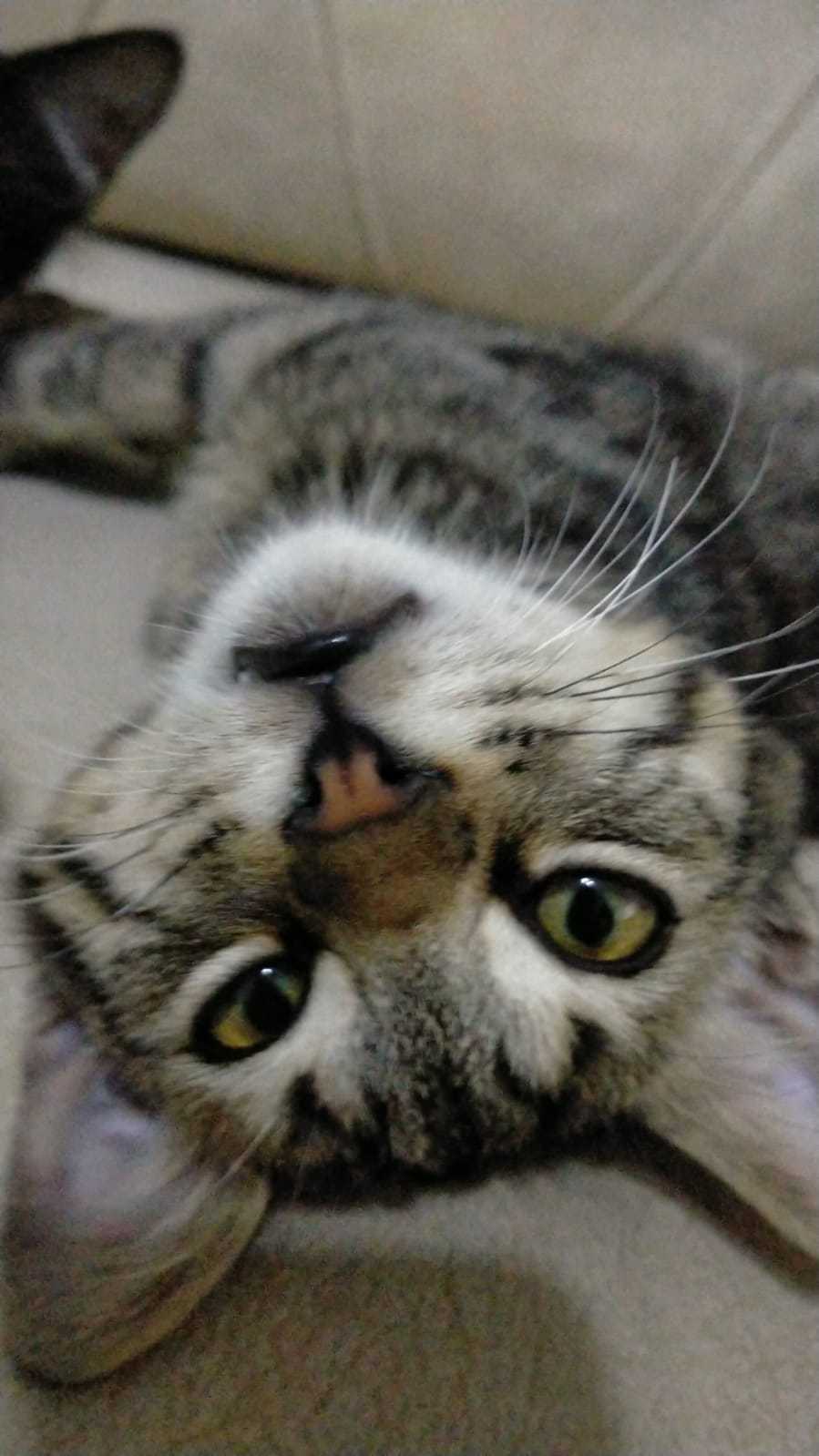Emel yaprak