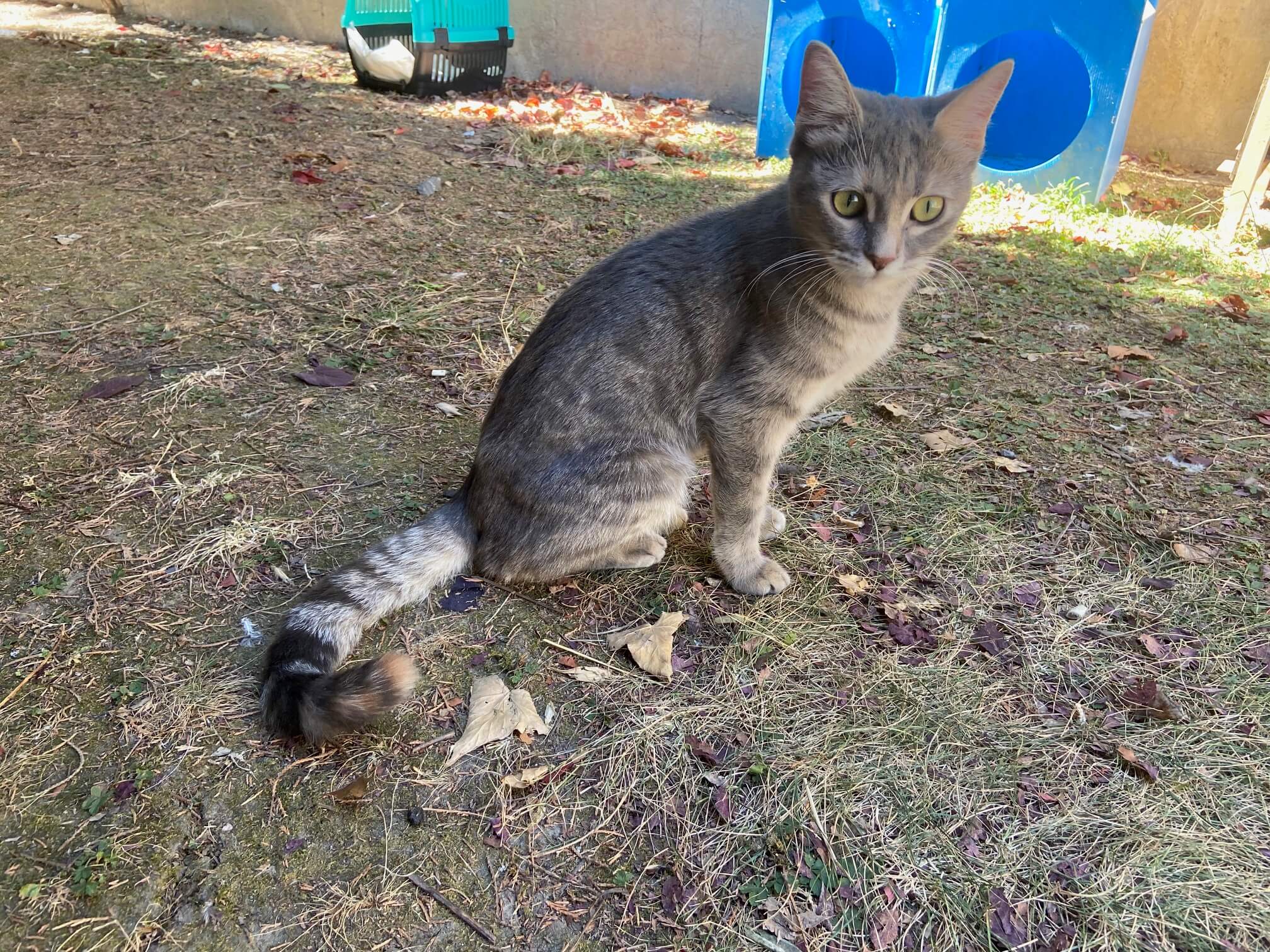 Merdivenköy/Kadıköyde kedi bulundu.