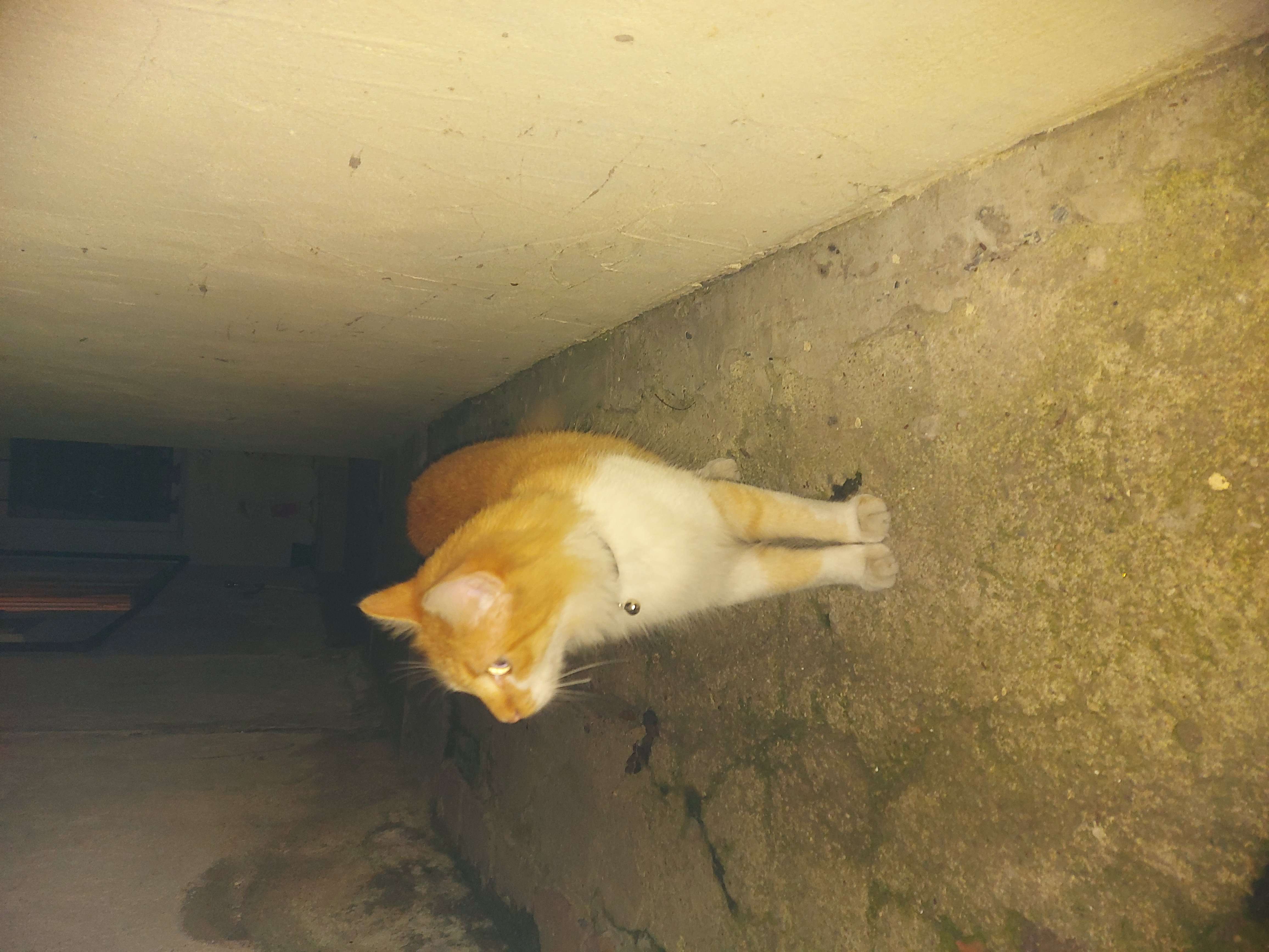 İSTİNYE DEREİÇİ SARI TASMALI KEDİ