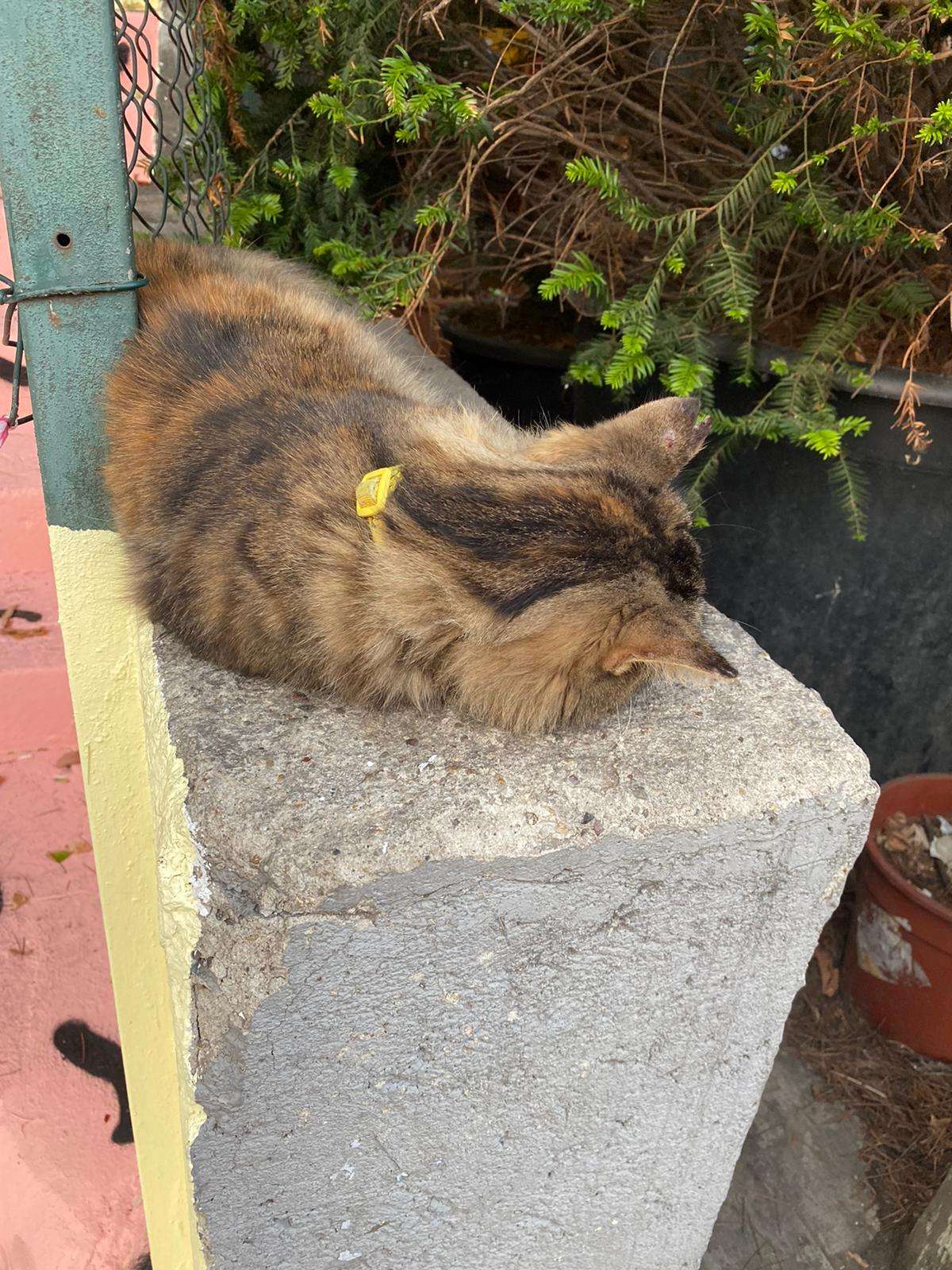 Sarı Tasmalı kedi, İstanbulBebek. İlanı 3713 Gören Duyan