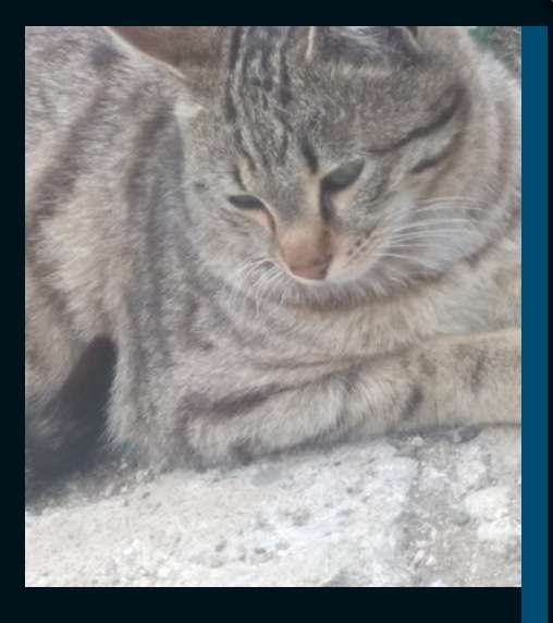 1 yaşına daha basmayan kedim kayboldu
