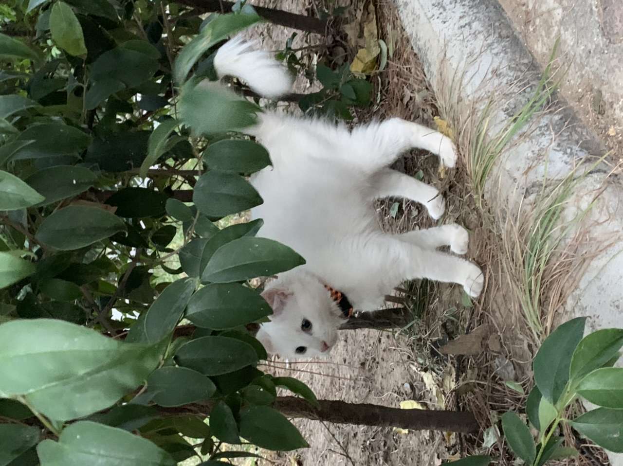 Sahibi Aranıyor!