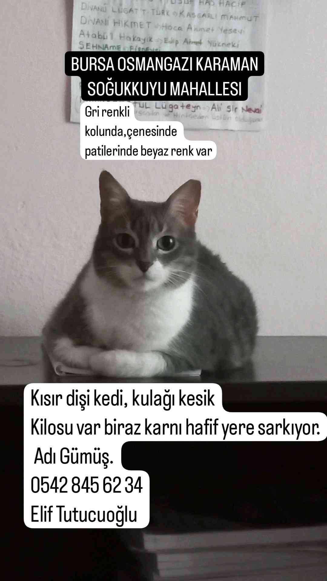 Gri Kısır Dişi Kedim Kayıp