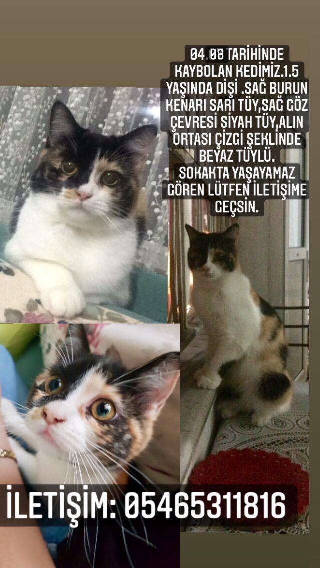 Çakıl isimli kızımız kayıp