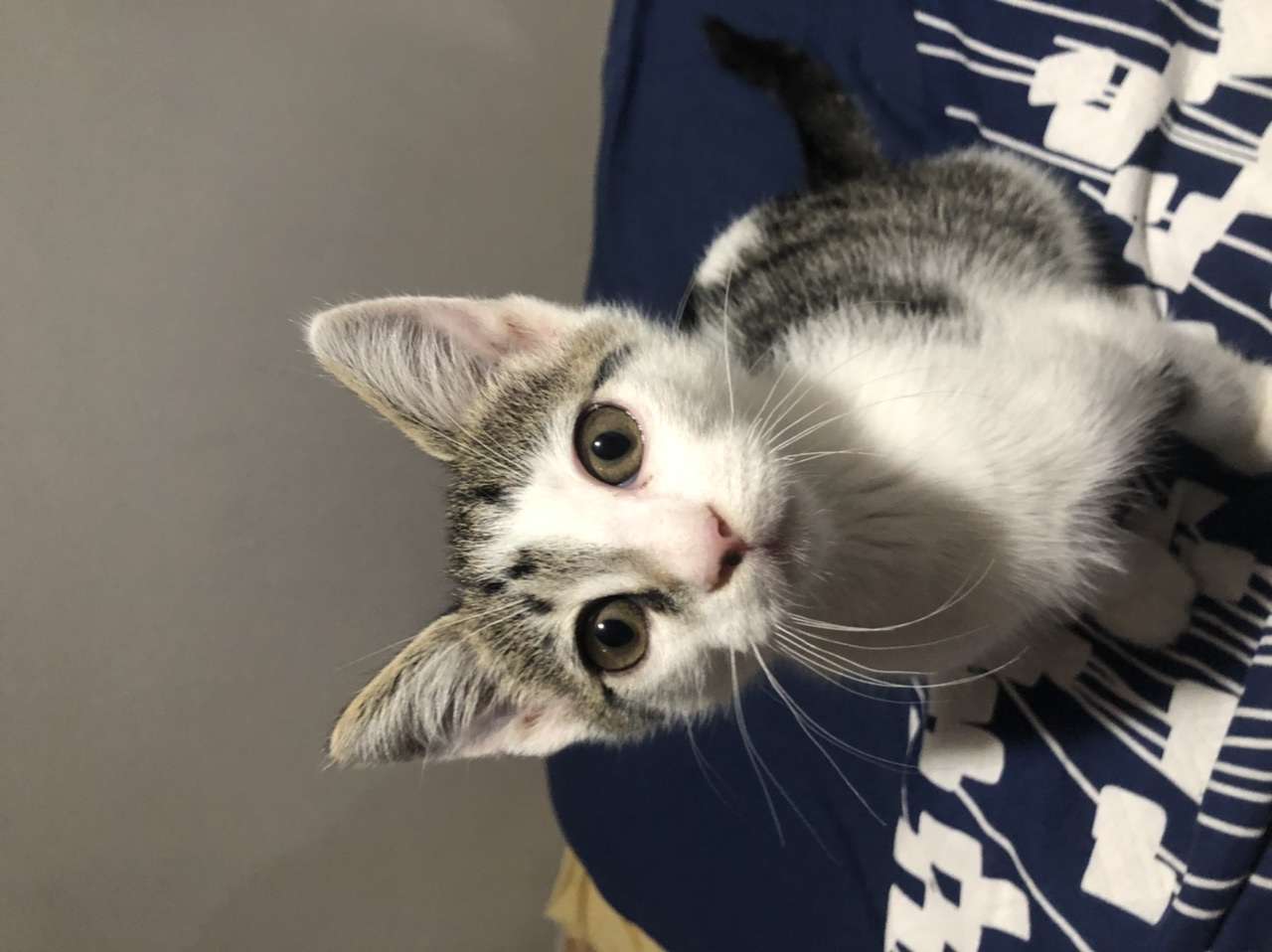 KEDİMİZ 3 GÜNDÜR KAYIP