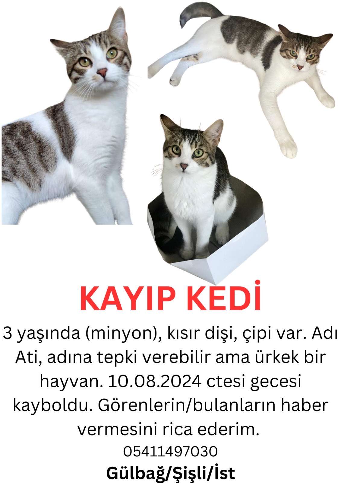 Kayıp Kedi