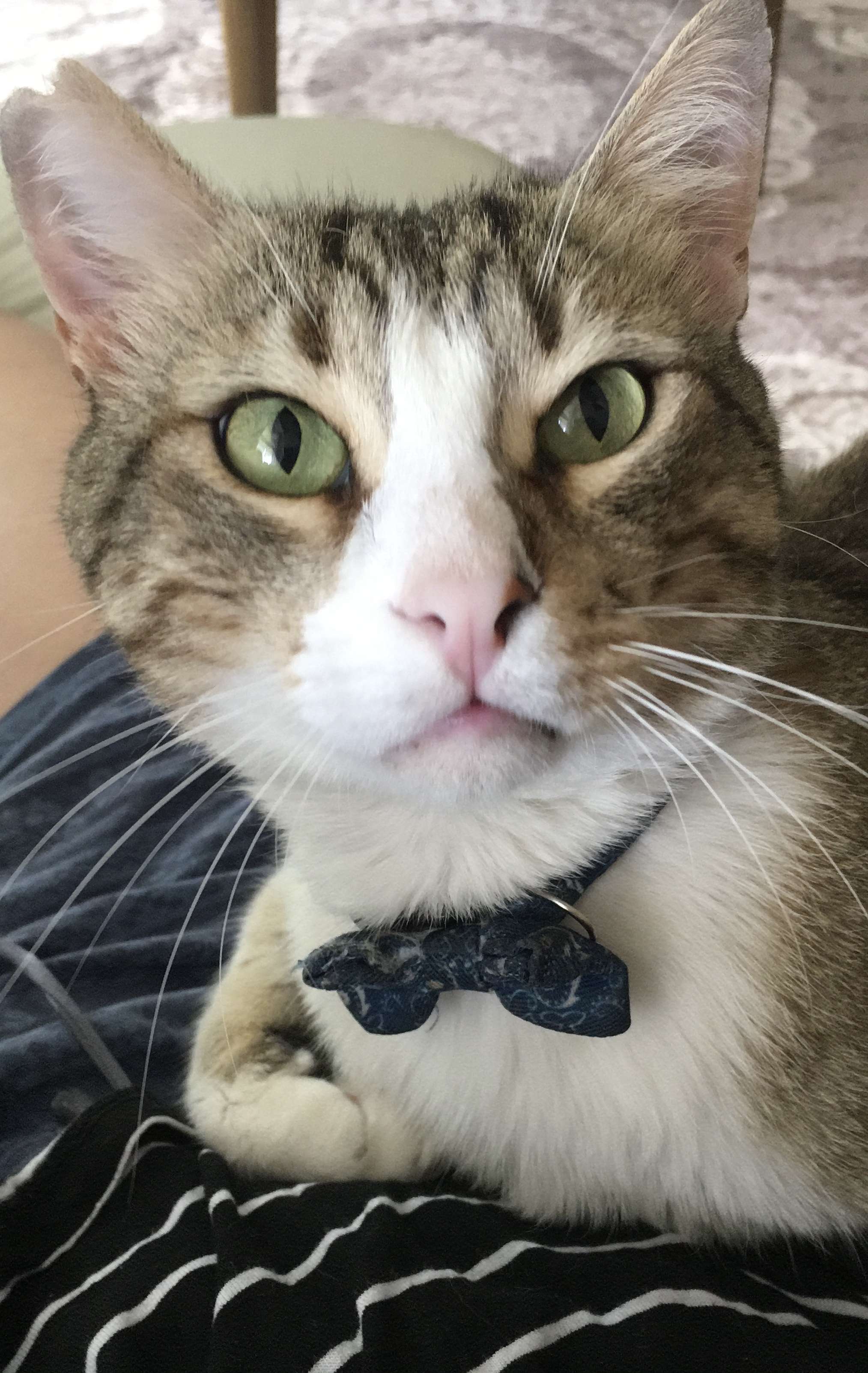 Kayıp kedi