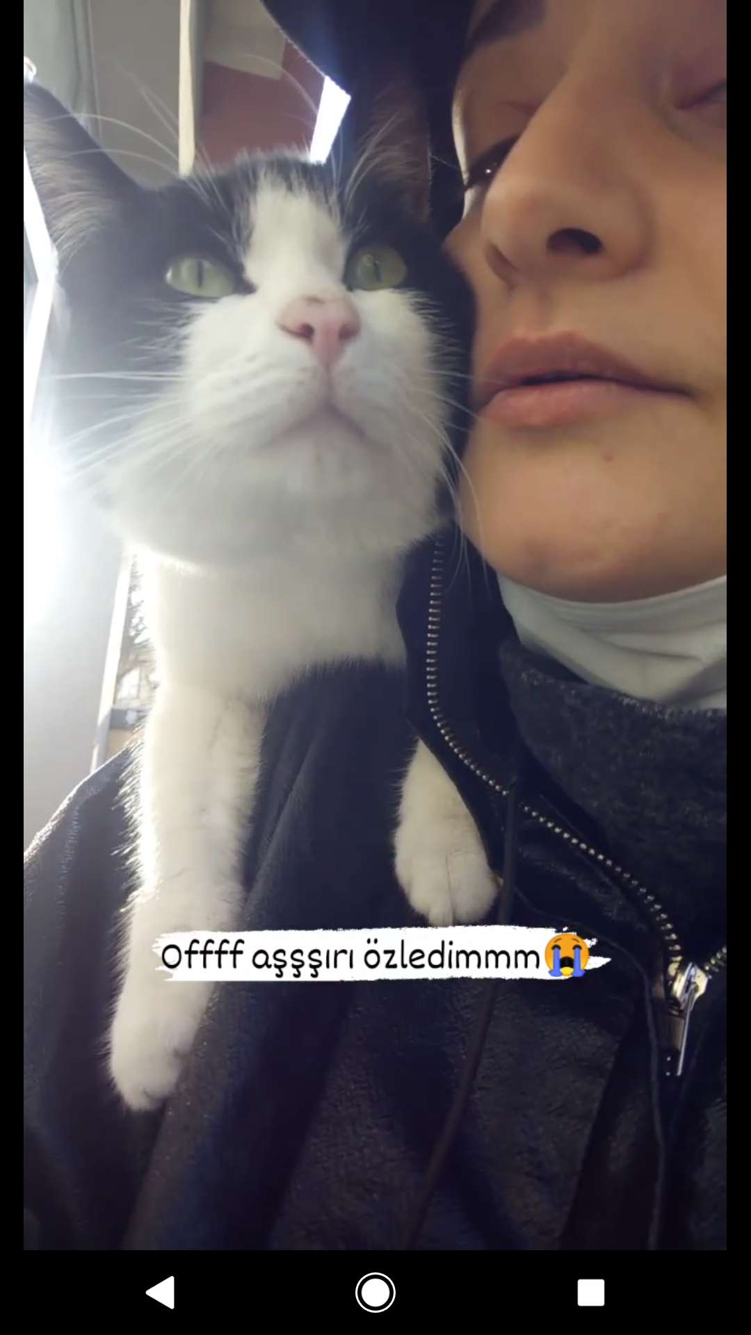 Kayip kedi BIDIK