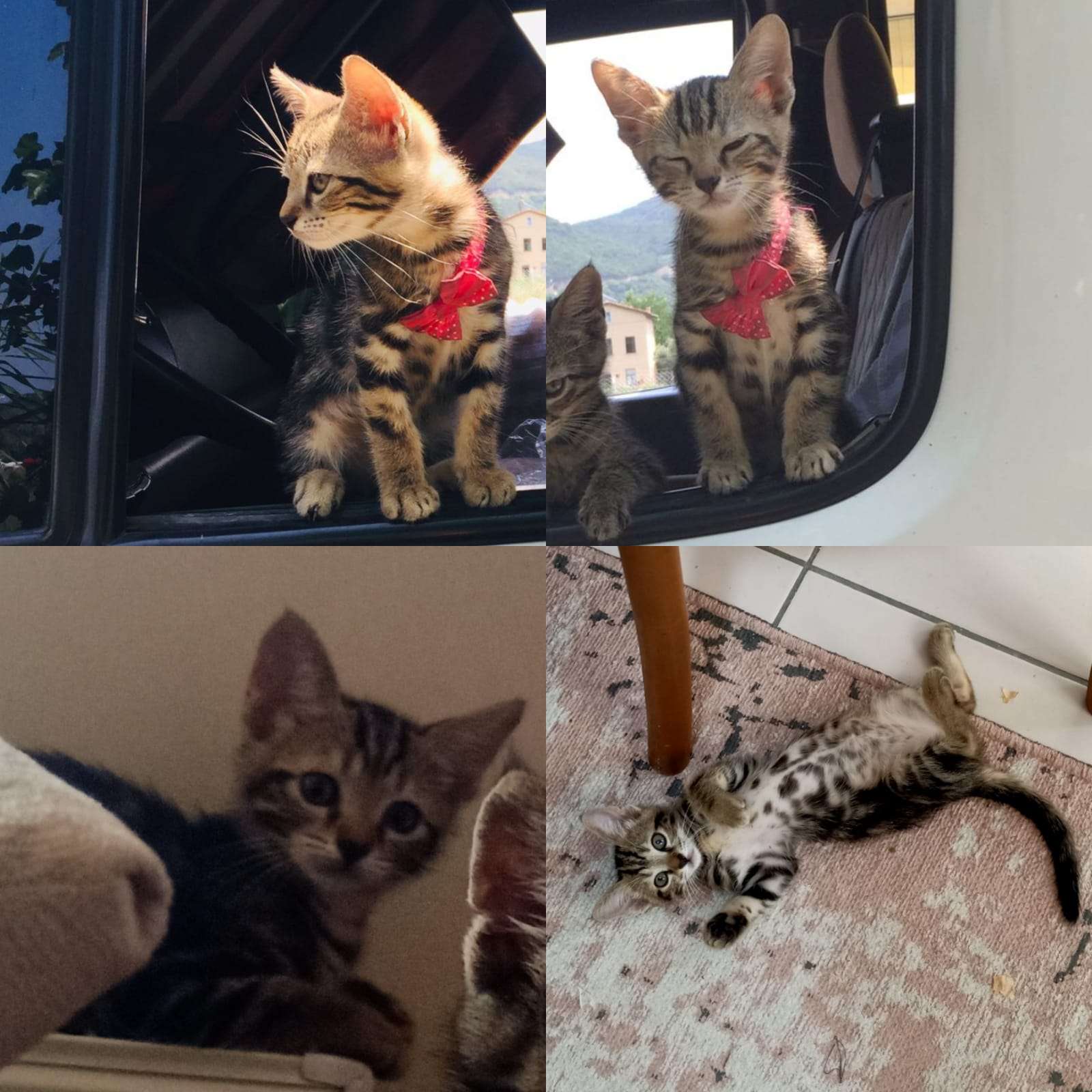 GELIBOLU KAYIP KEDI