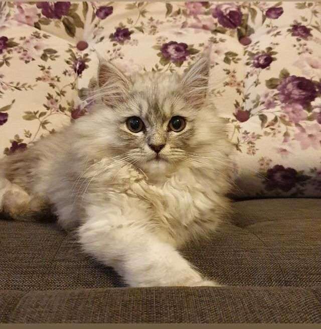 kayıp kedi.