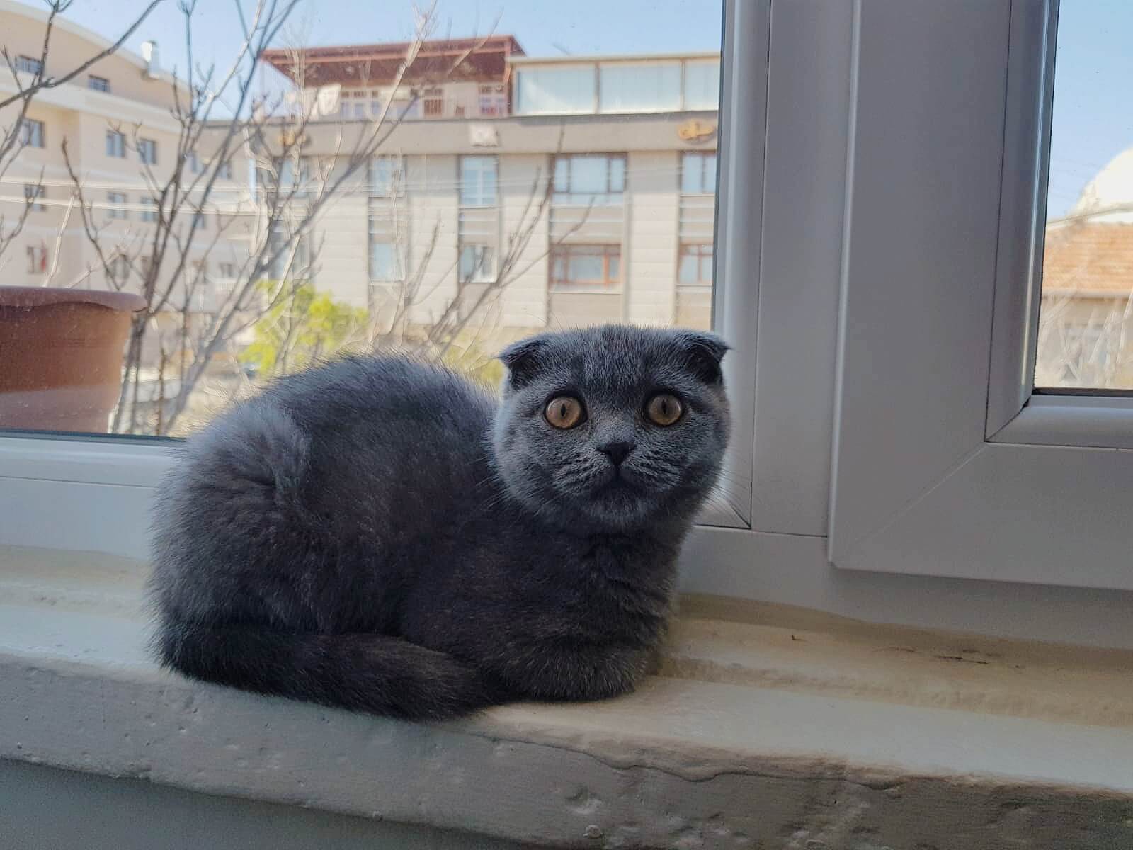 Başak Yüksel