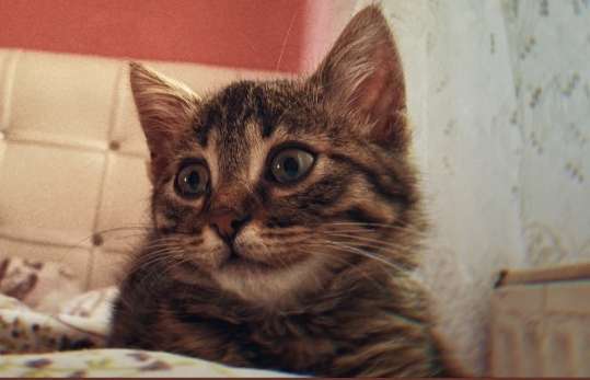 KAYIP KEDİMİZ