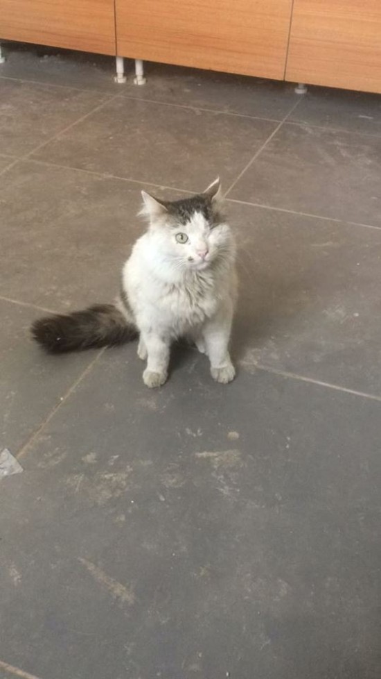 Adana Seyhan Kayıp Kedi