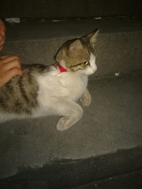 ankara'da cebeci'de tasmalı kedi bulduk