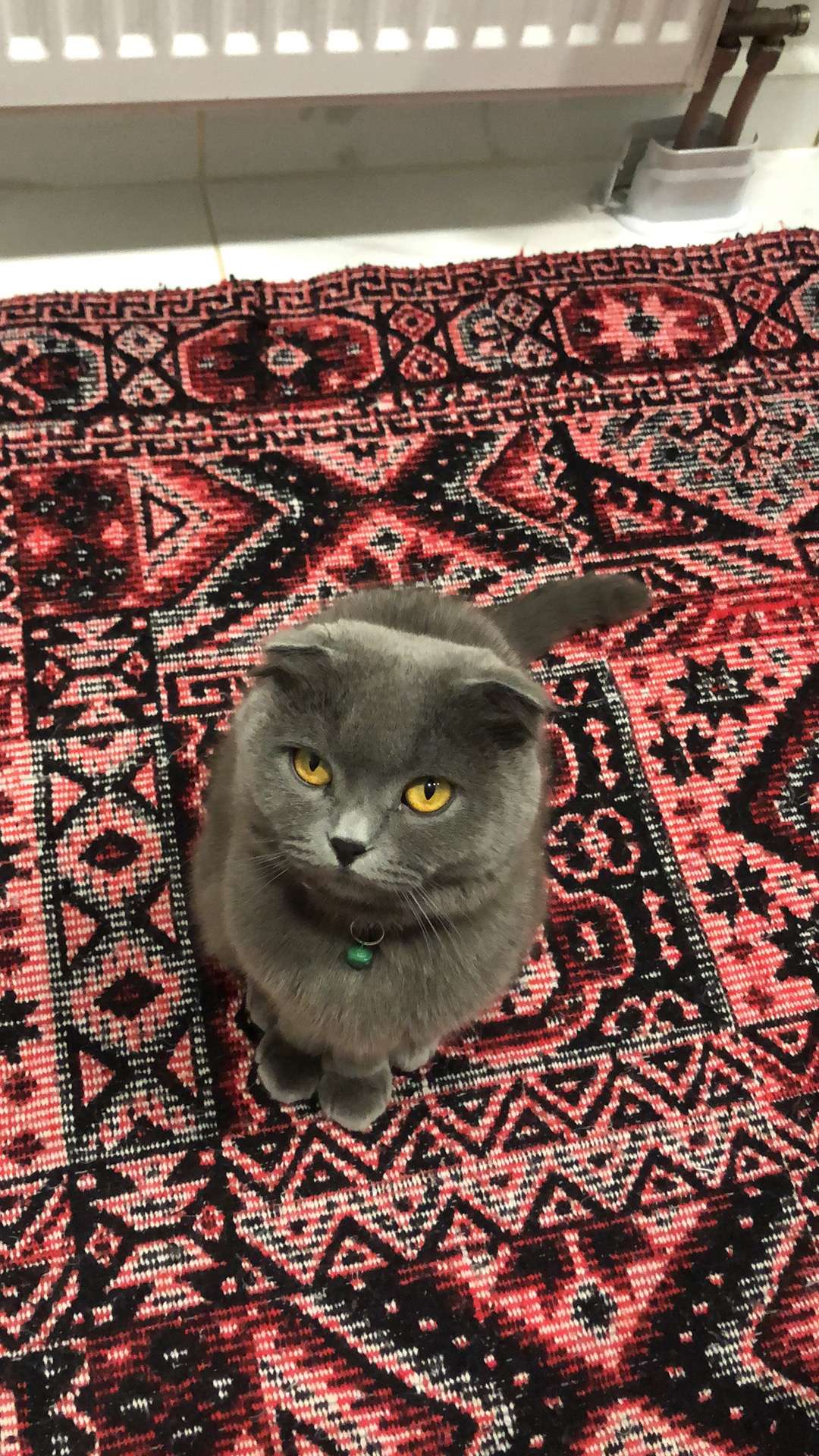 Kedımız şanslı kayıp