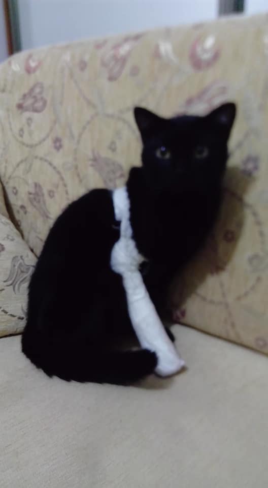 Kayıp Kedi