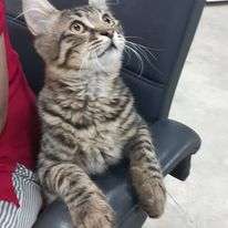 ANKARADA KEDİMİZ MİNNOŞ KAYIP