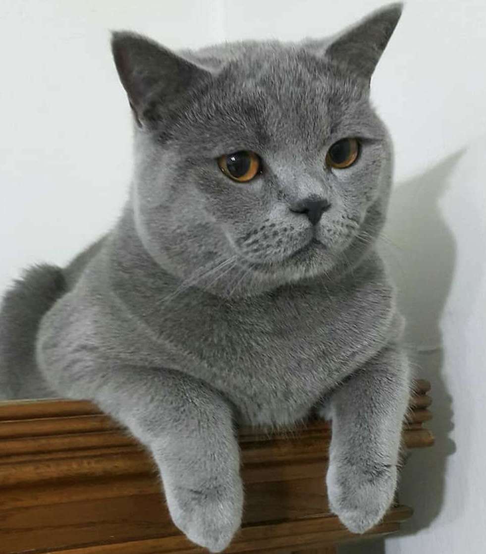 Kayip kedi