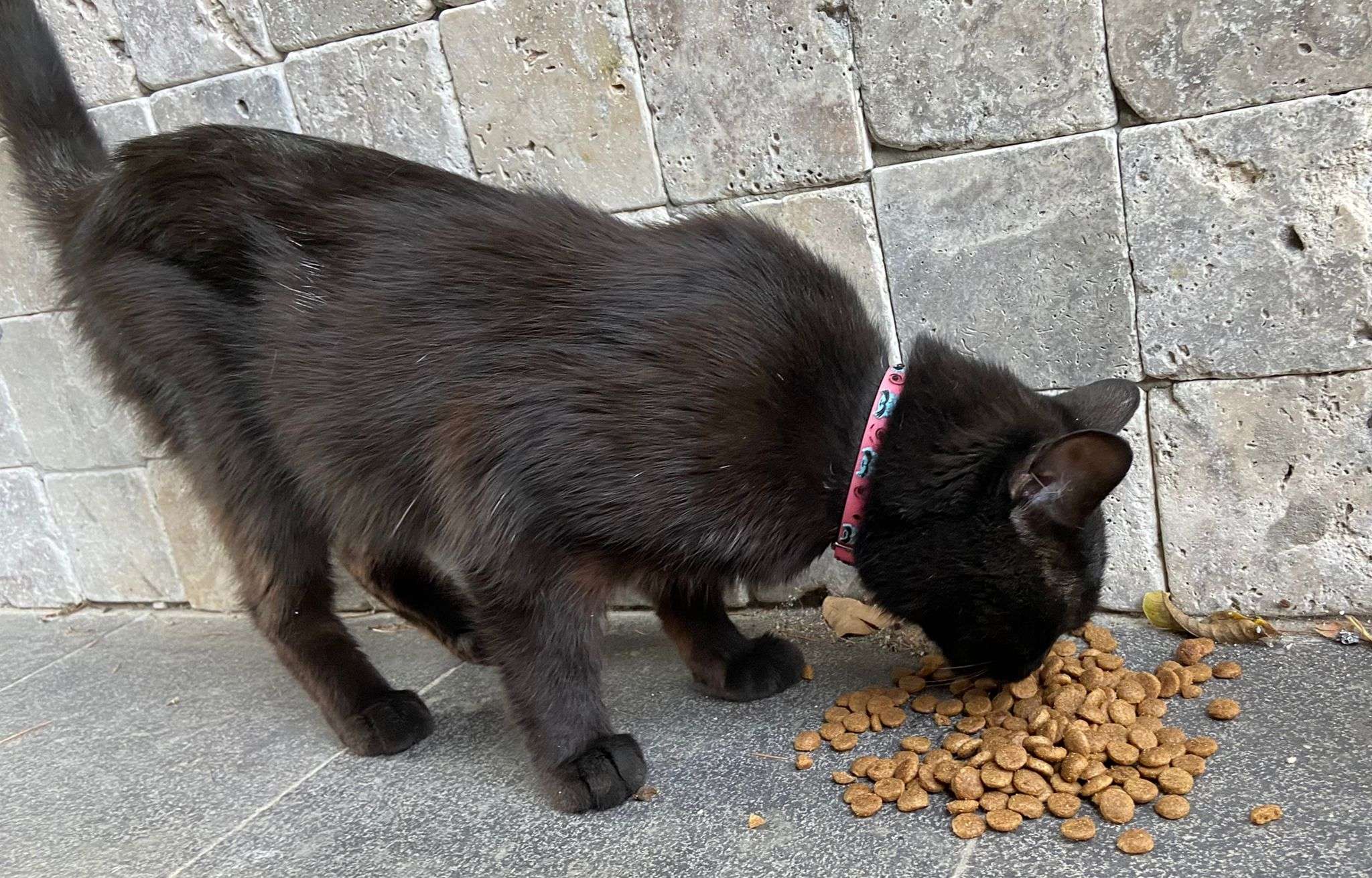 Kayıp kedi buldum