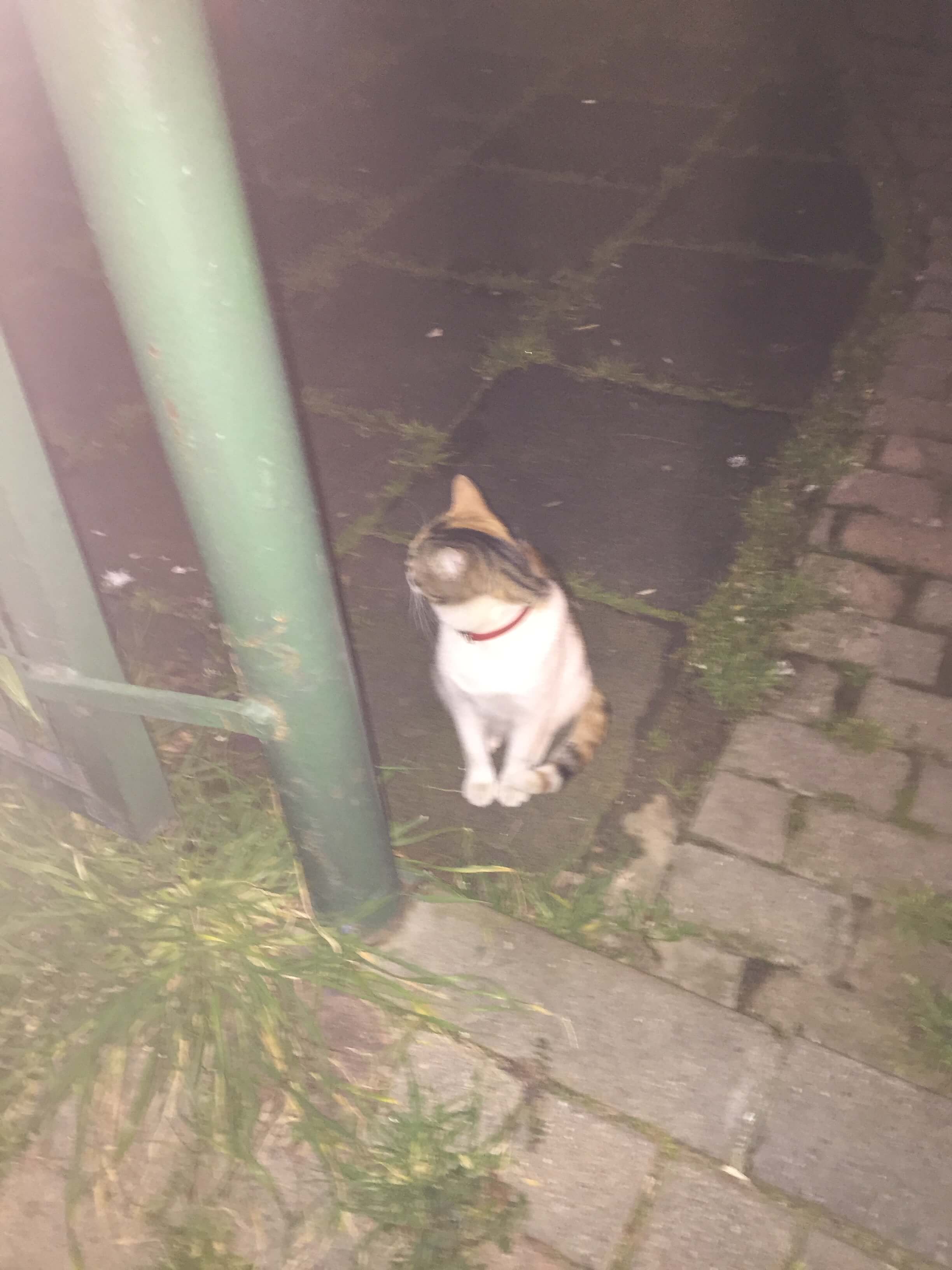 Kayıp kedi buldum