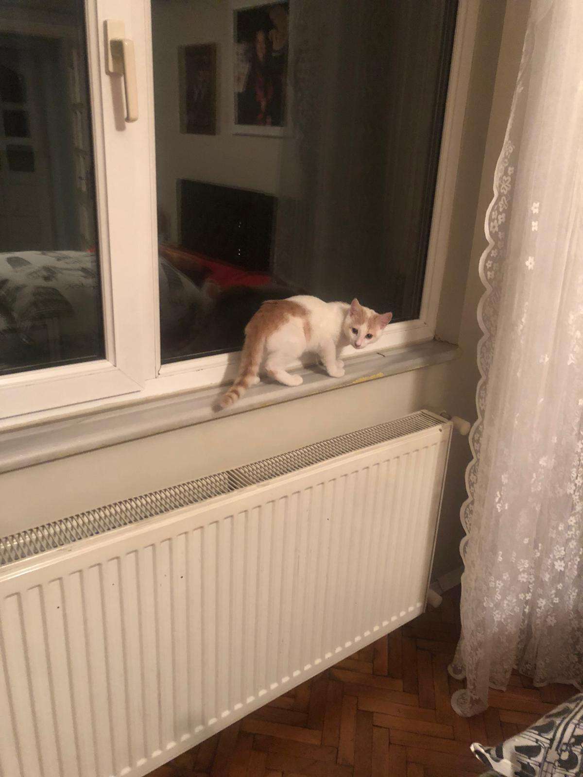 Kedim kayıp pamuk 