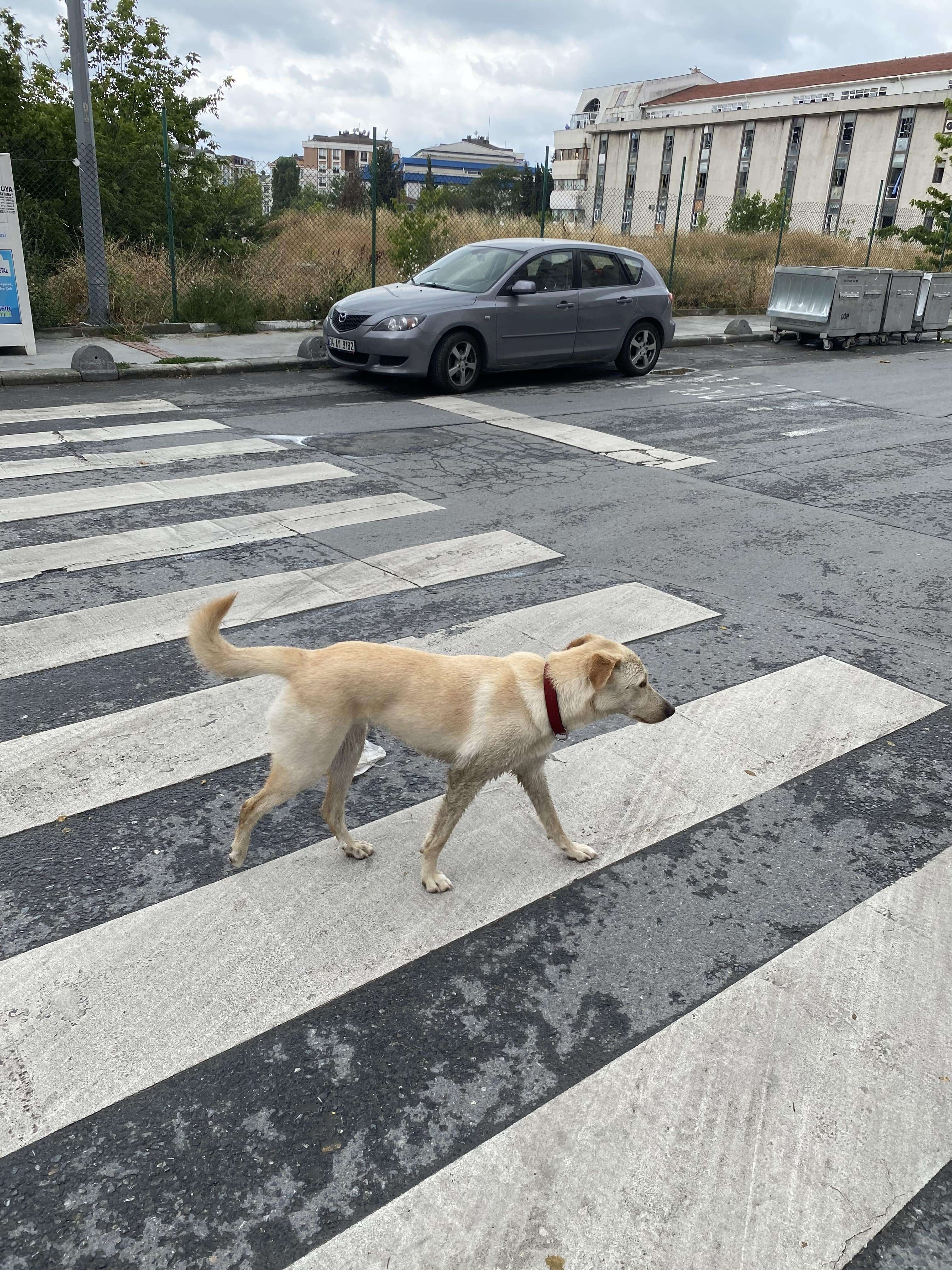 Sahibi aranıyor