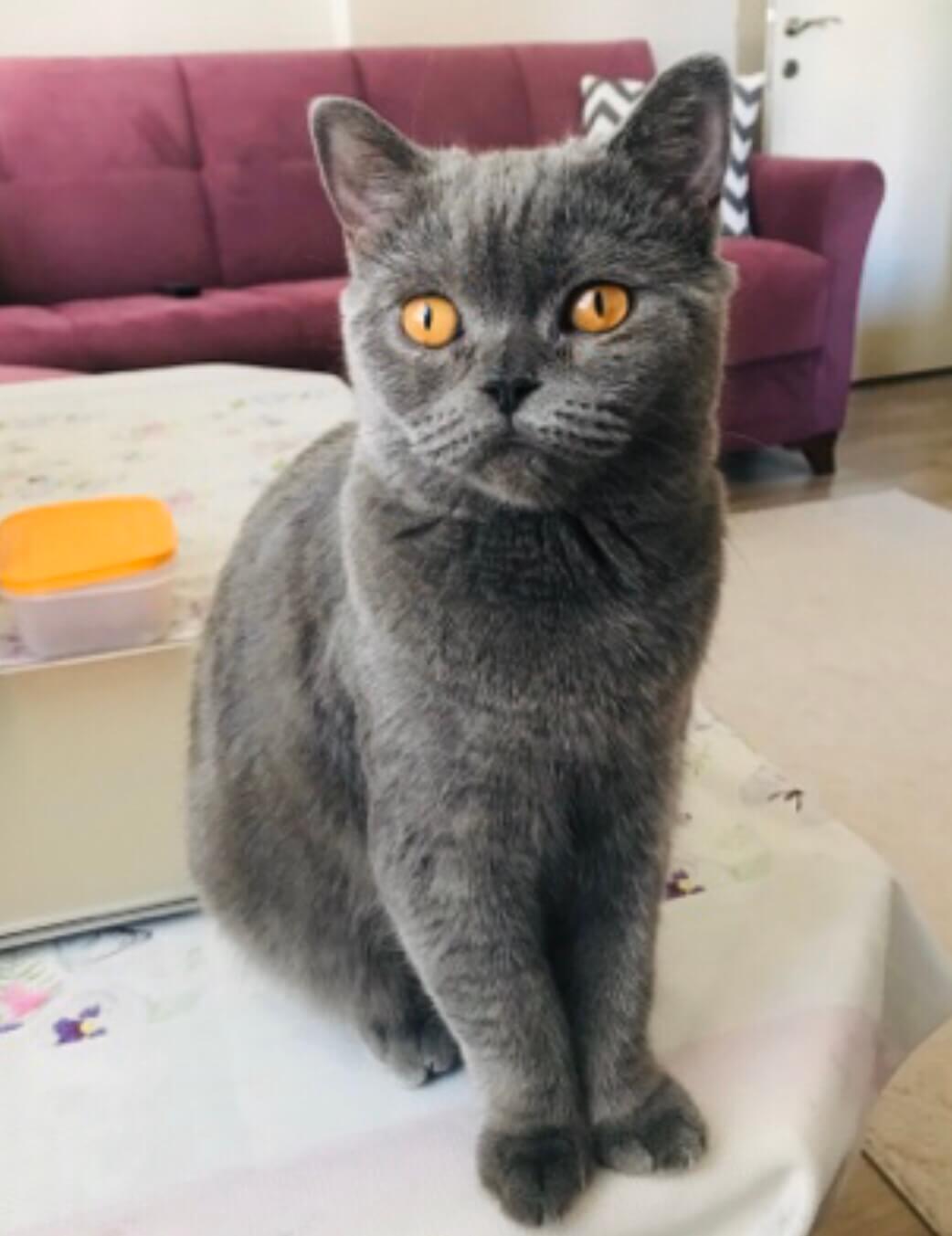 Necla Baguç 