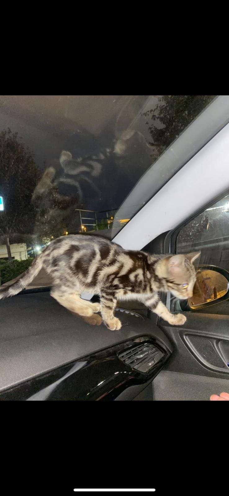 EYÜP YAVRU KEDİ BULUNDU!