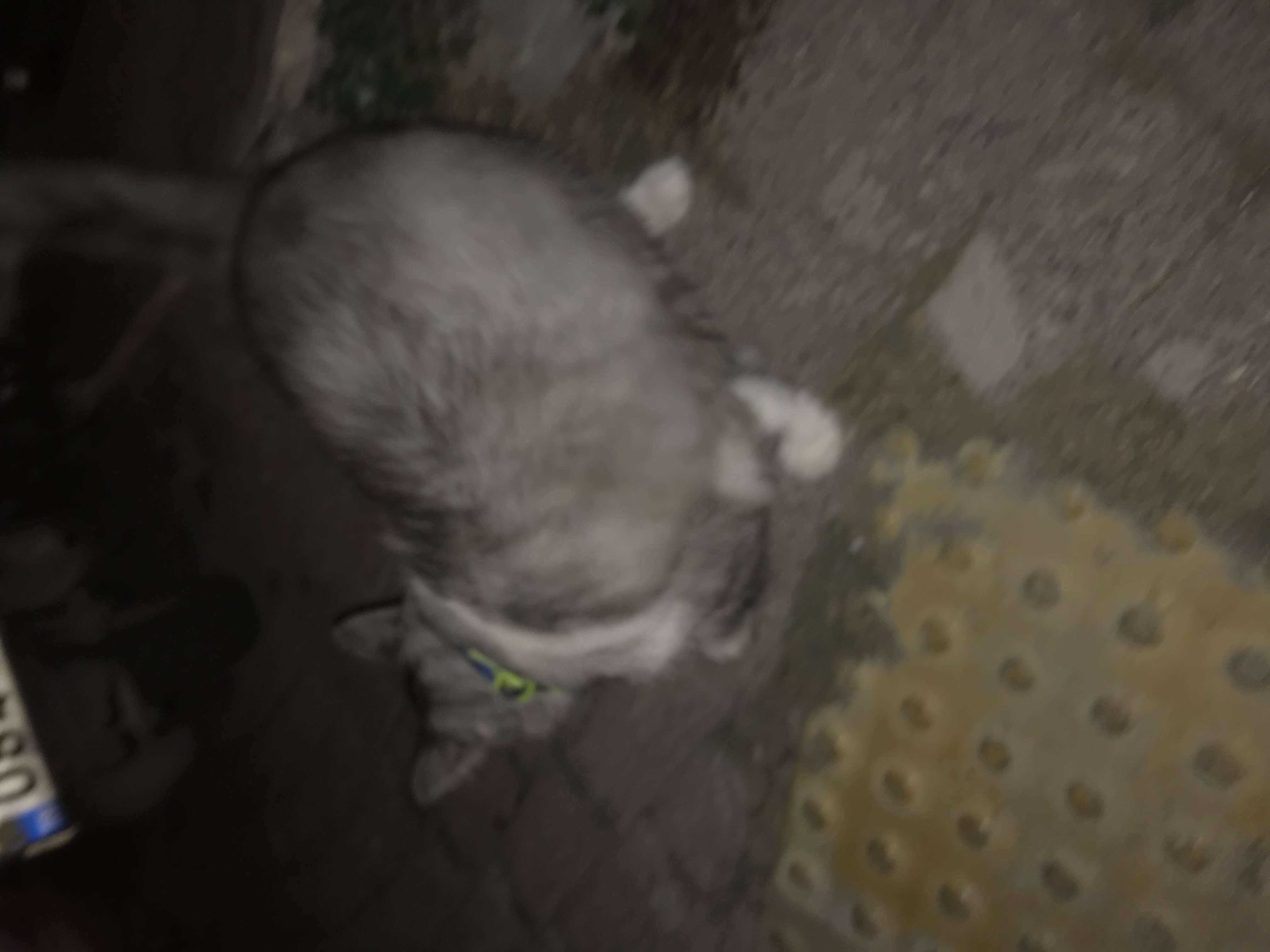 kayıp kedi bakırköy