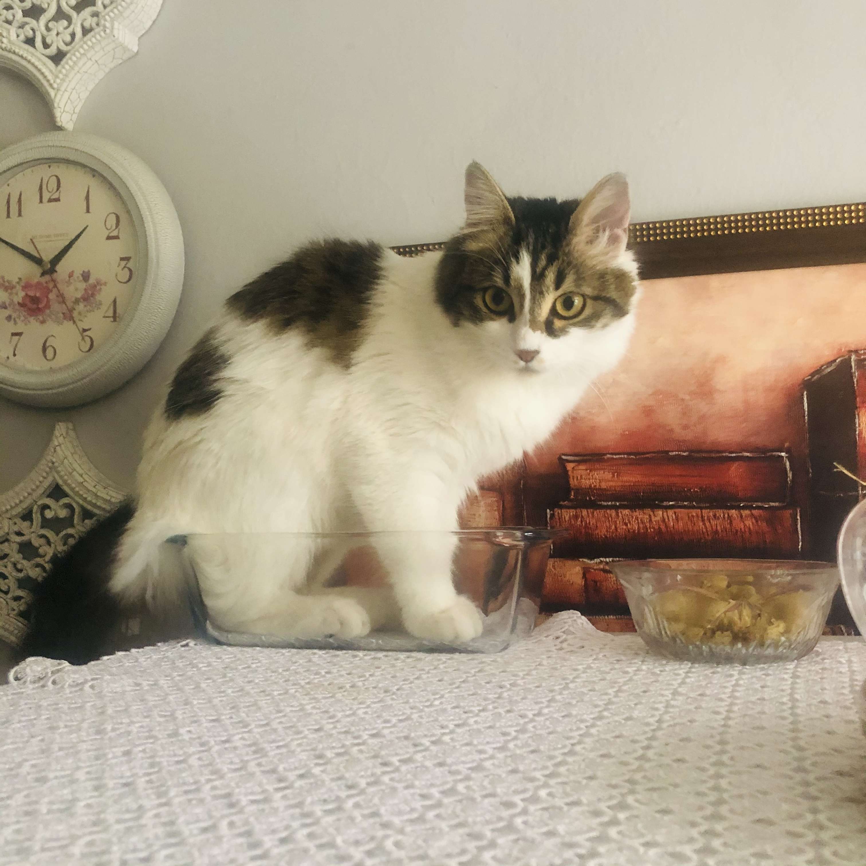 Kayıp Kedi