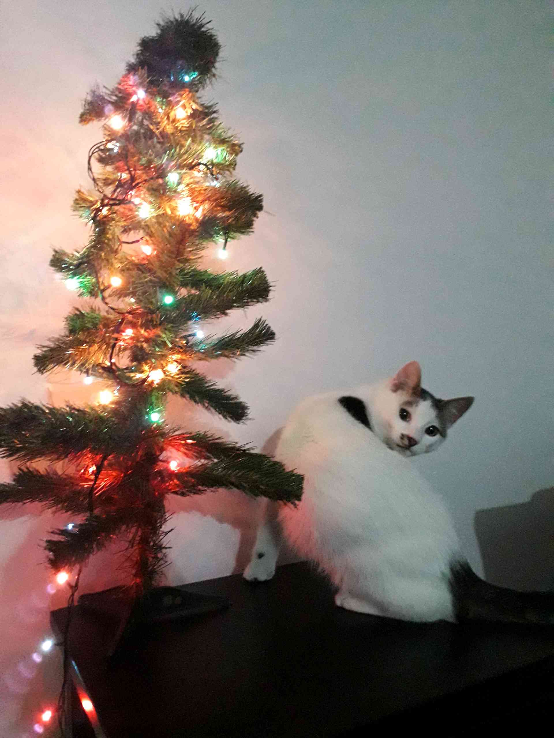 istanbul - çatalca da kayıp ameliyatlı kedi