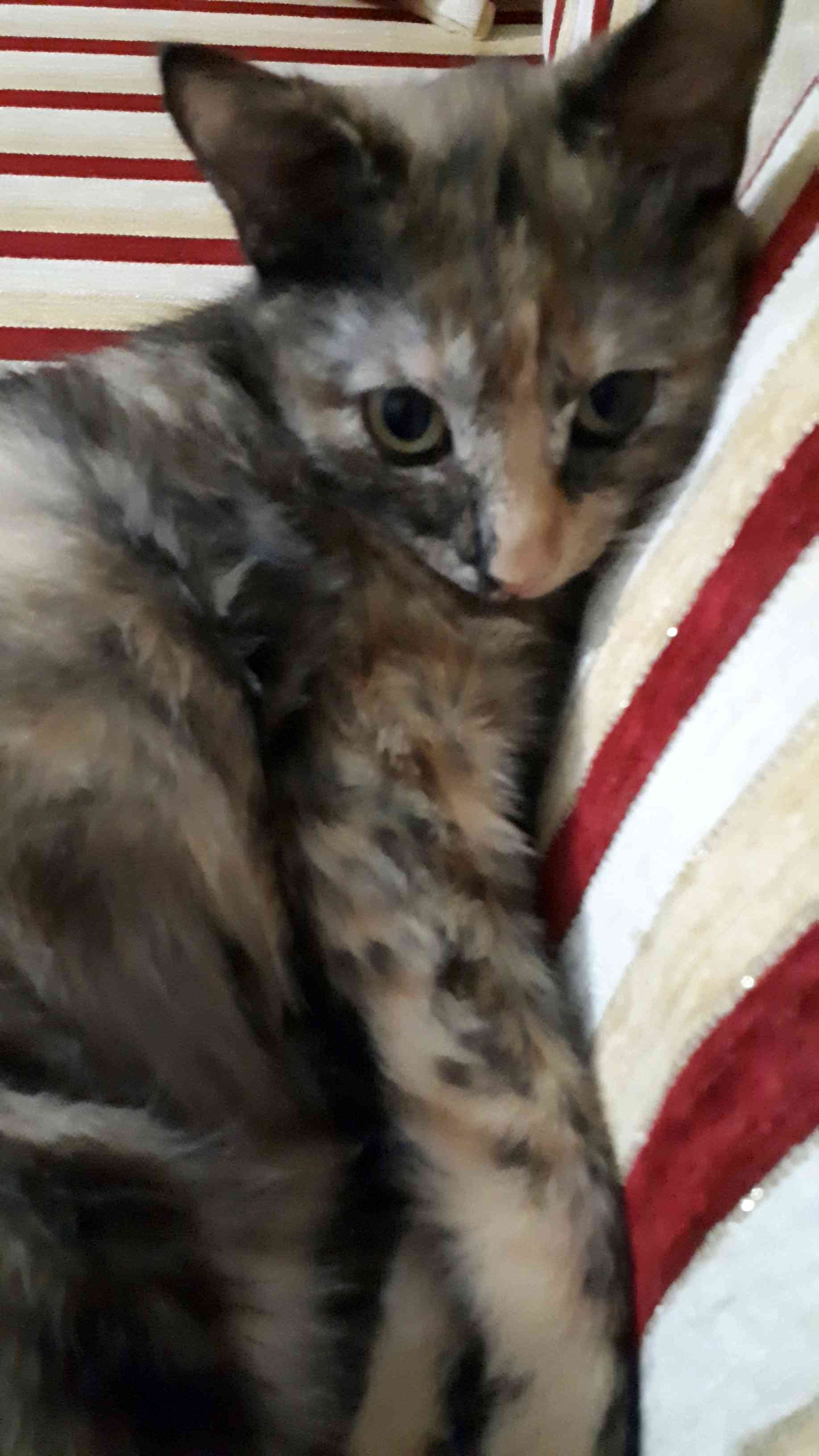 7 aylık,, ela gözlü tekir kedim kayboldu