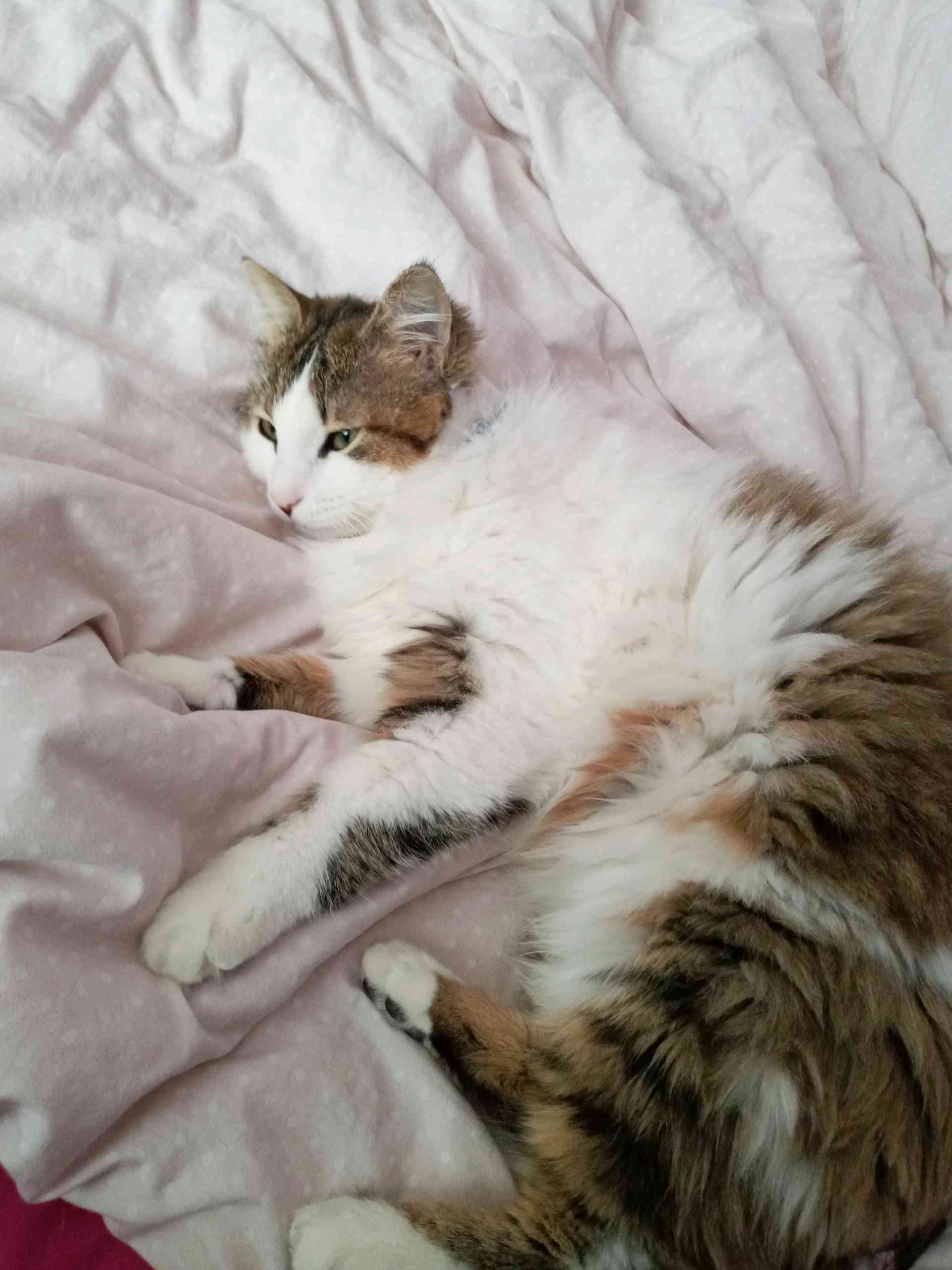 Ankara Çubuk Gökçedere köyünde uzun tüylü kedim kayıp İlanı 3331