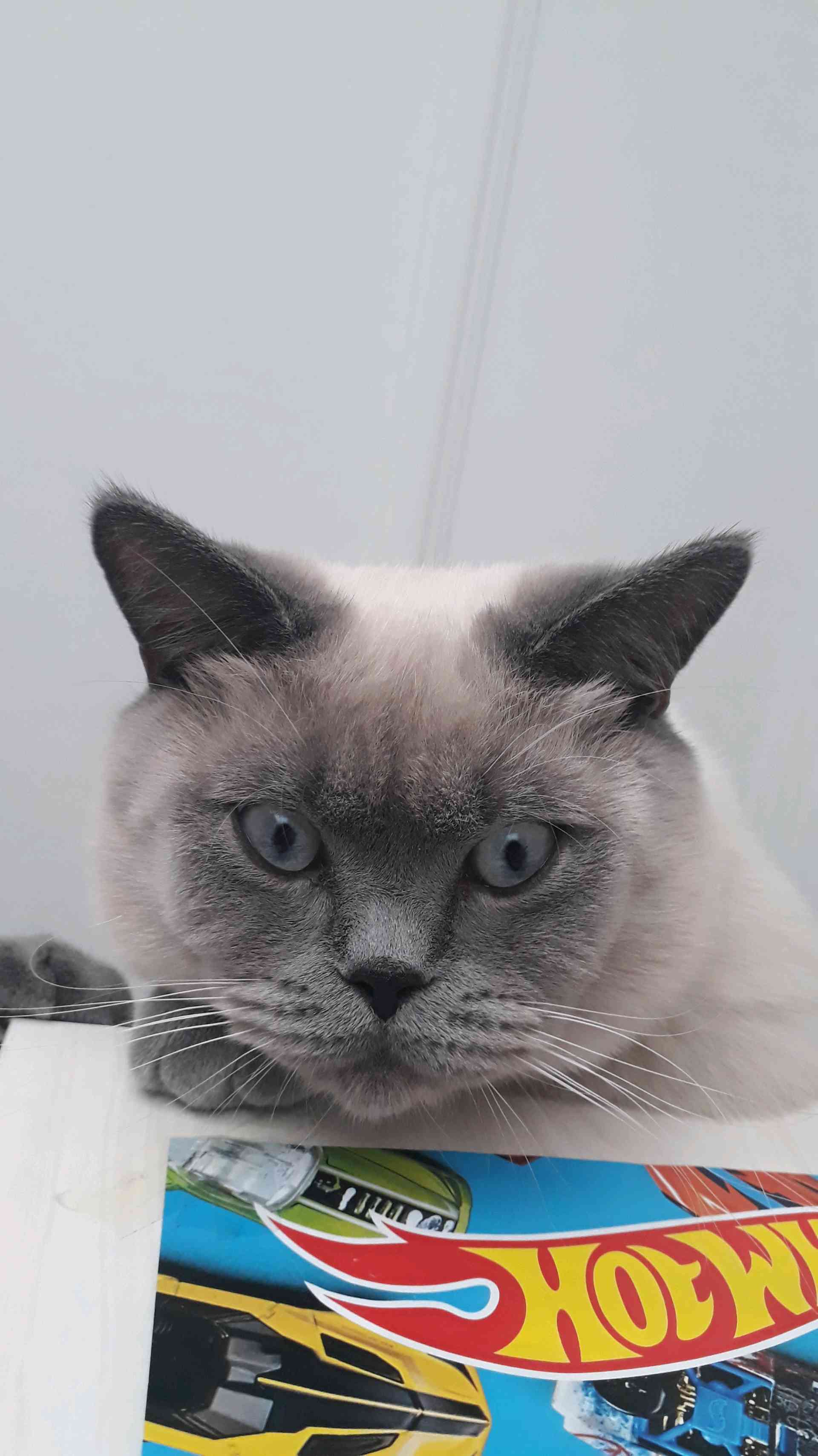 Keşhan Yaylaköy sahilinde KEDİMİZ MARS KAYBOLDU