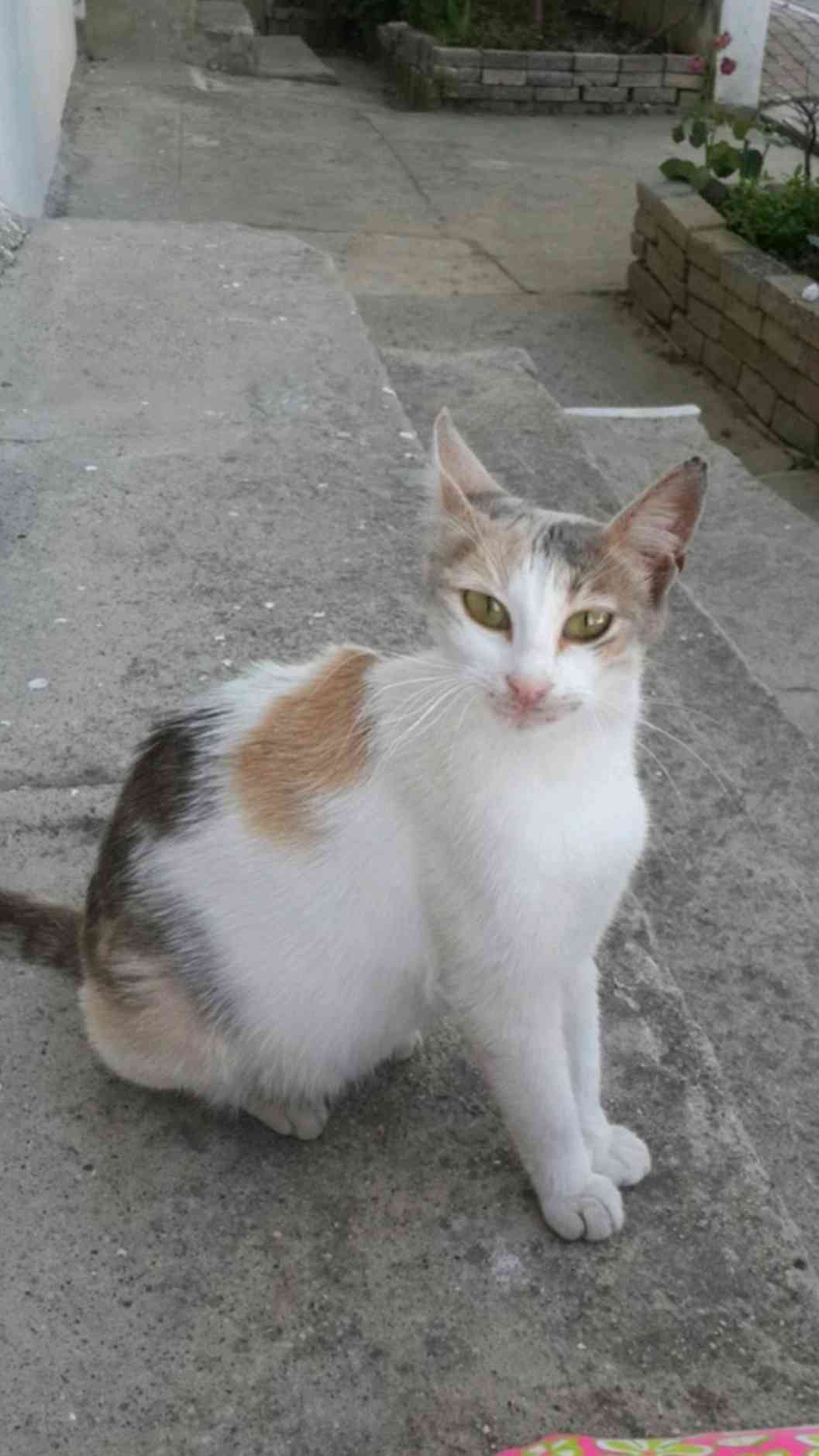 Bir aydır kayıp kedi 