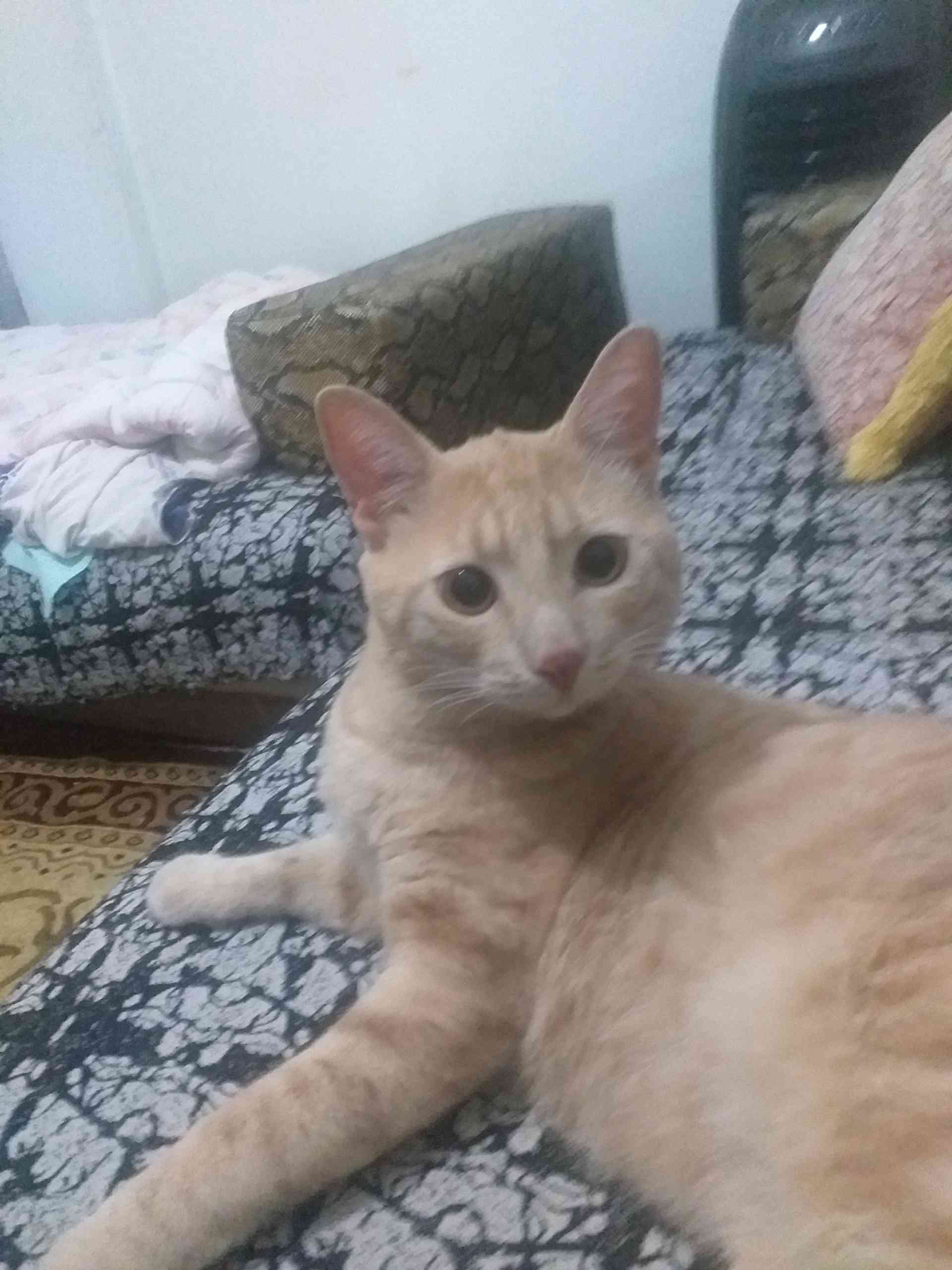 istanbul sefaköyde bulunan sahibi aranan kedi İlanı 3523 Gören Duyan