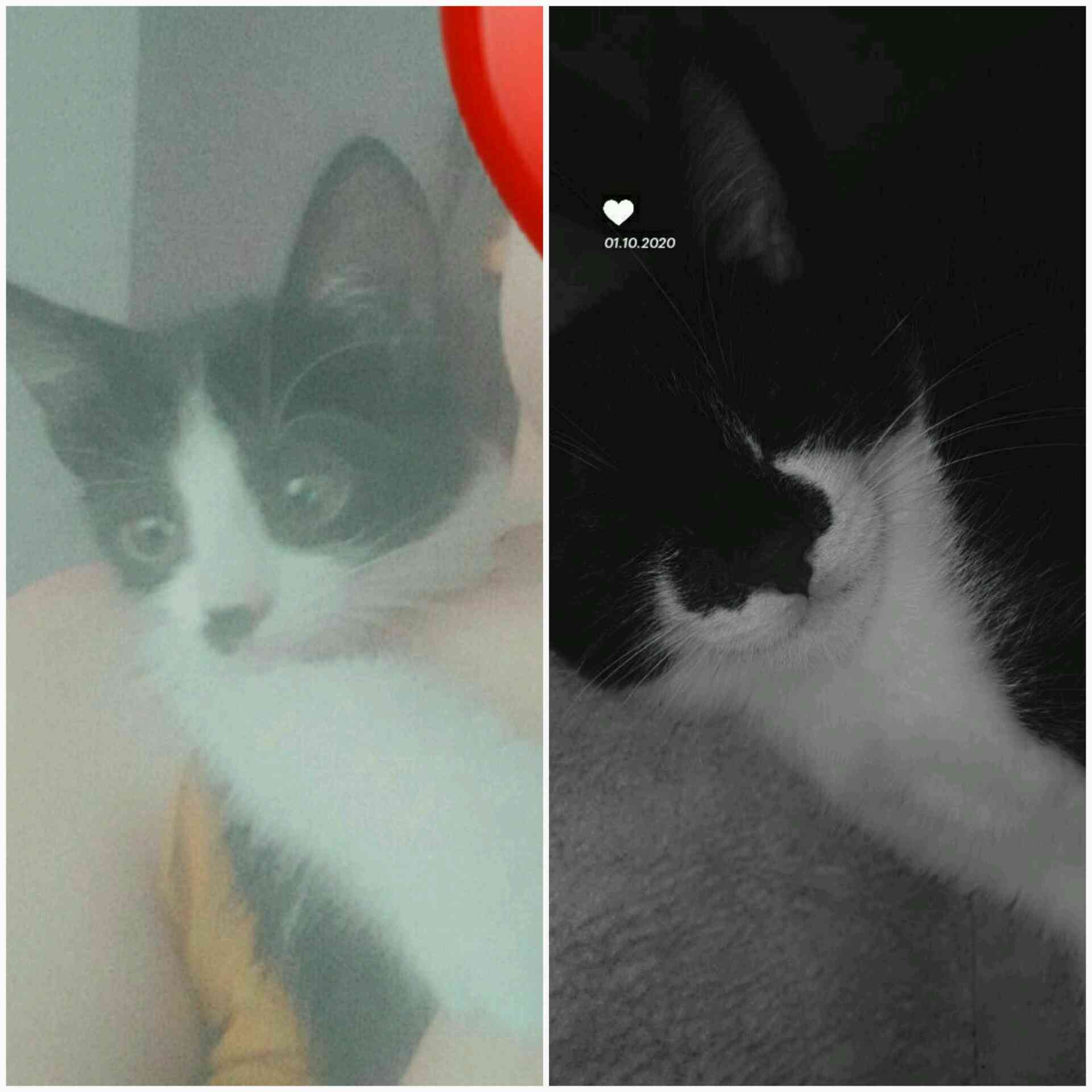 2 KEDİMİZ KAYBOLDU 