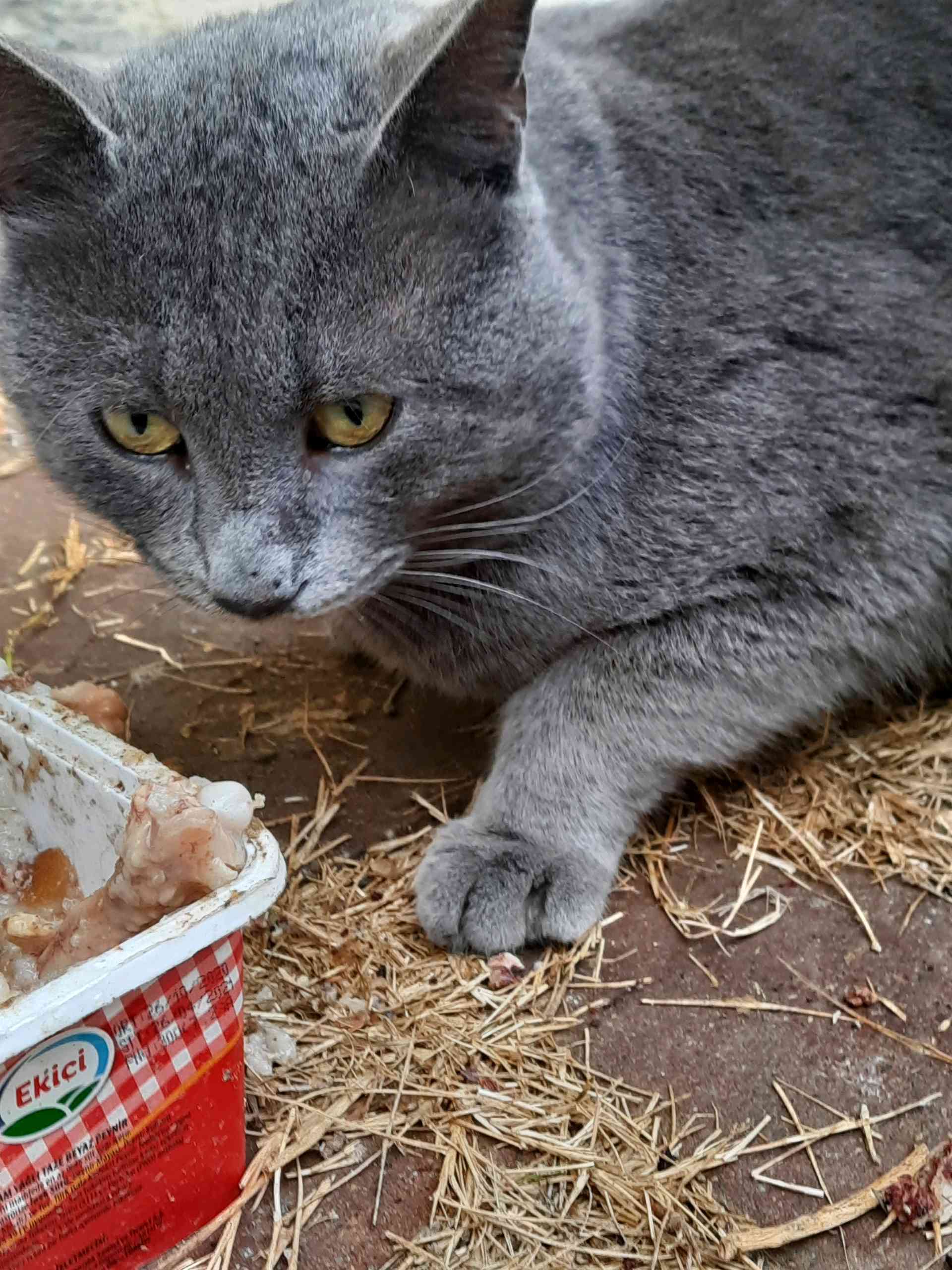 Kocaeli yeşilovada british shorthair bulundu