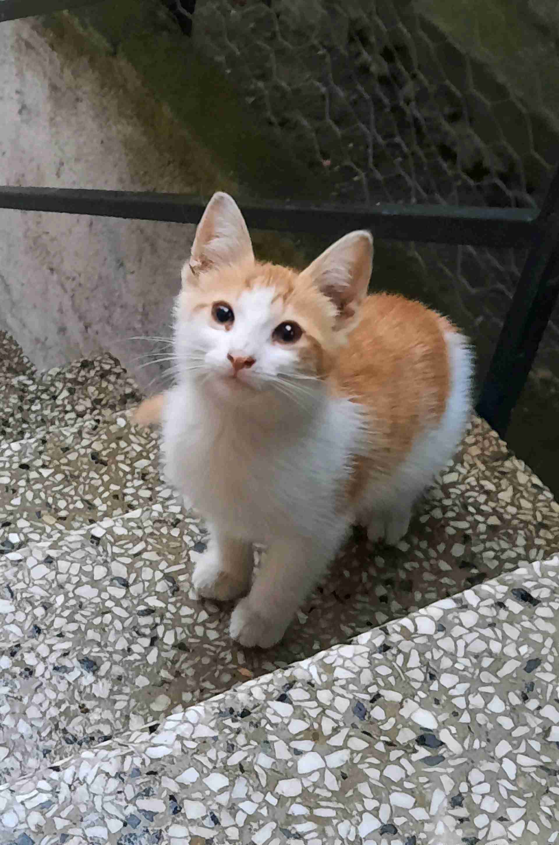 Merve avcı