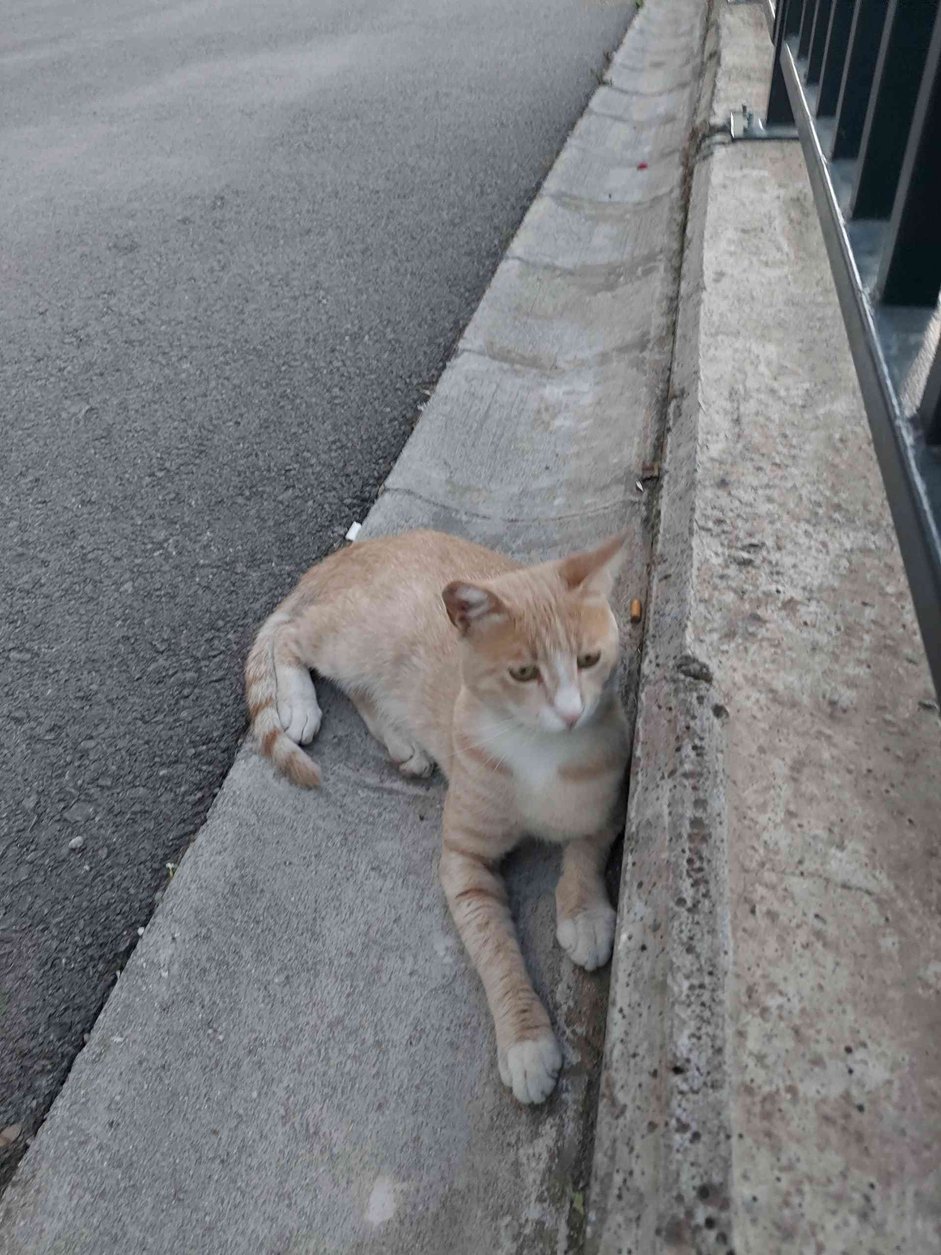 Sinpaş GYO önünde kedi