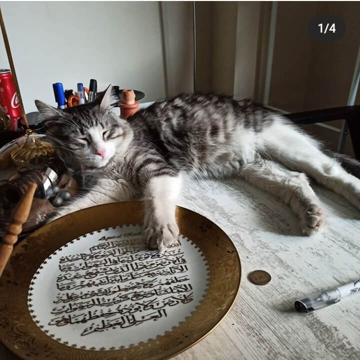 KAYIP KEDİ