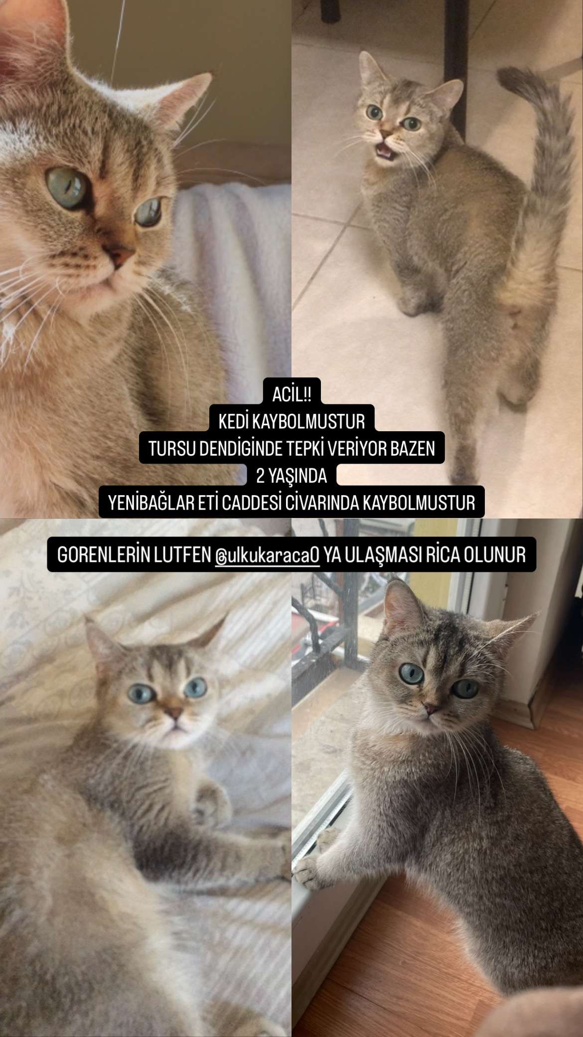 KEDİM KAYBOLDU ACİL