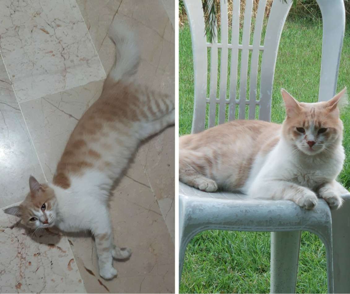 Kayıp Kedi İstanbul İdealtepe