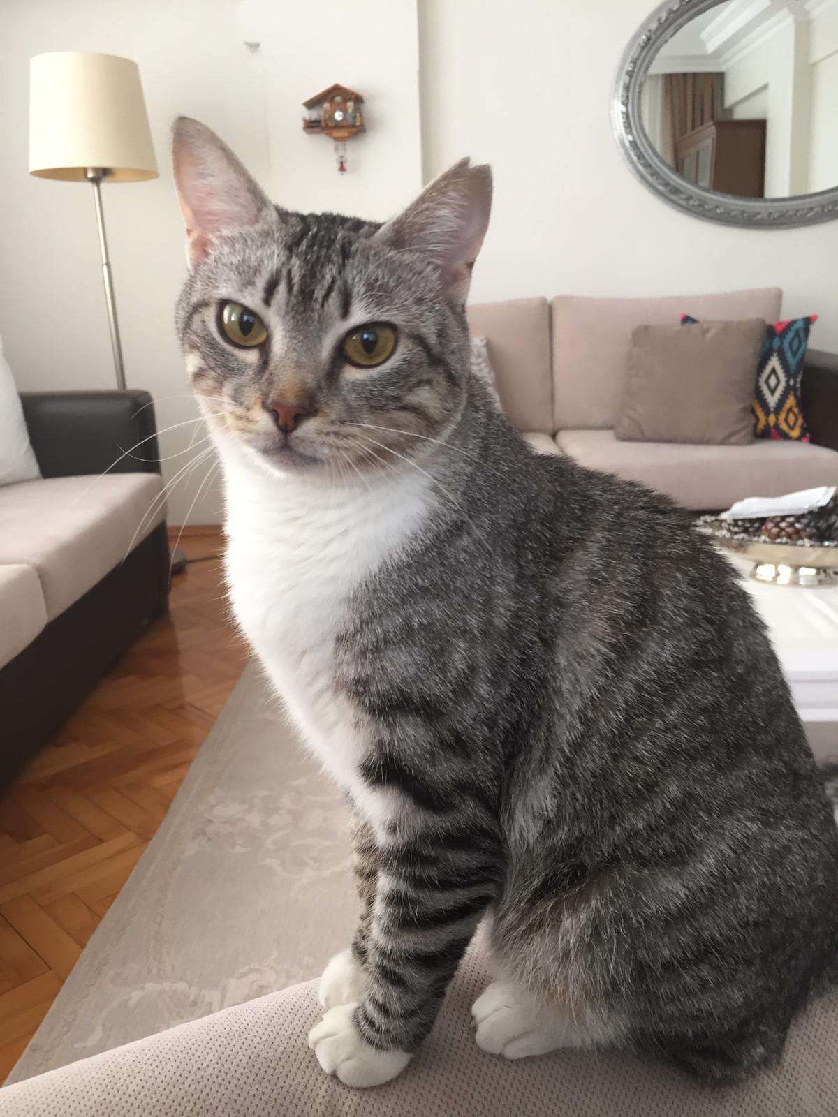 Bakırköy Kayıp Kedi