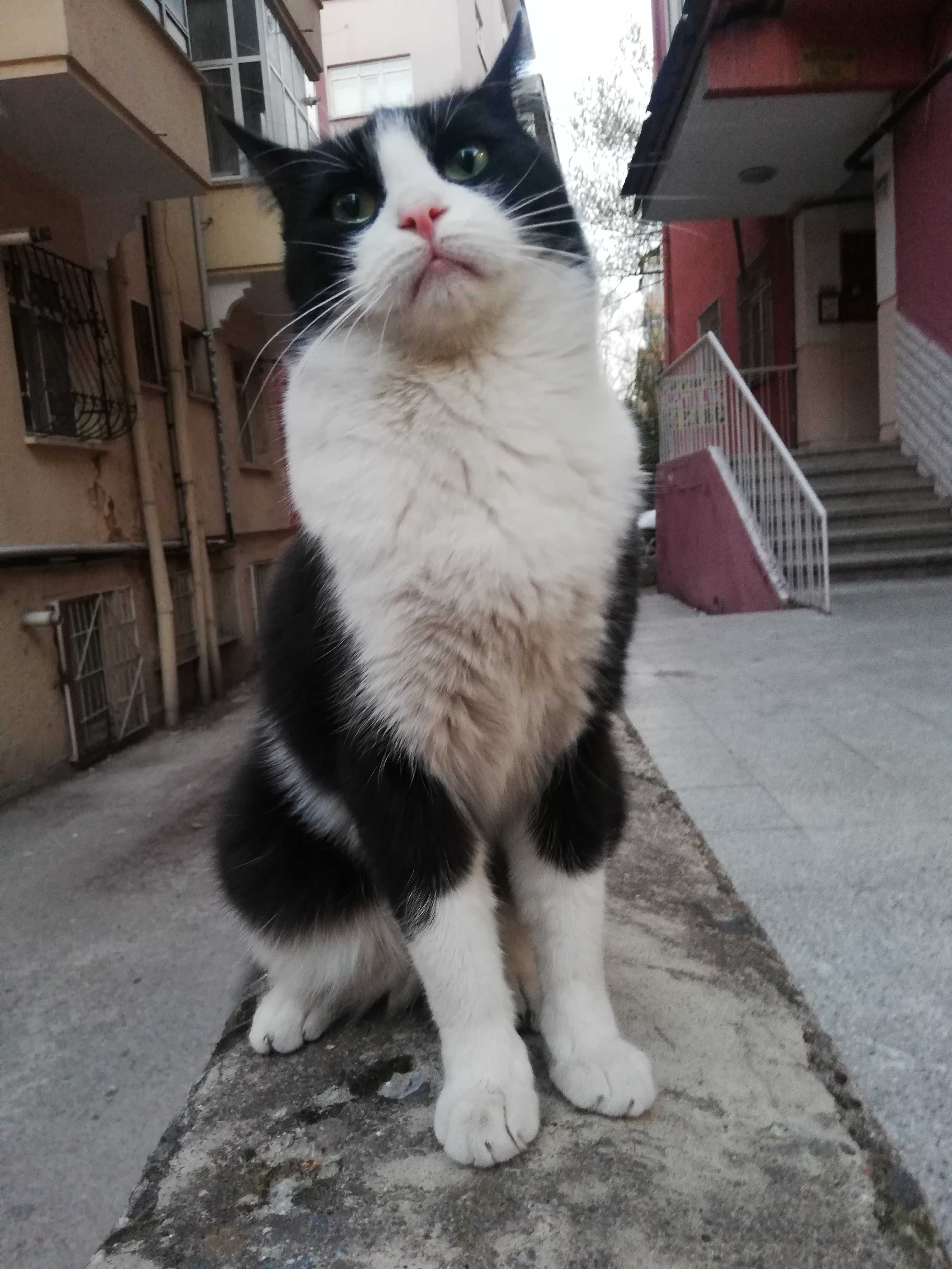 Deniz Yakut