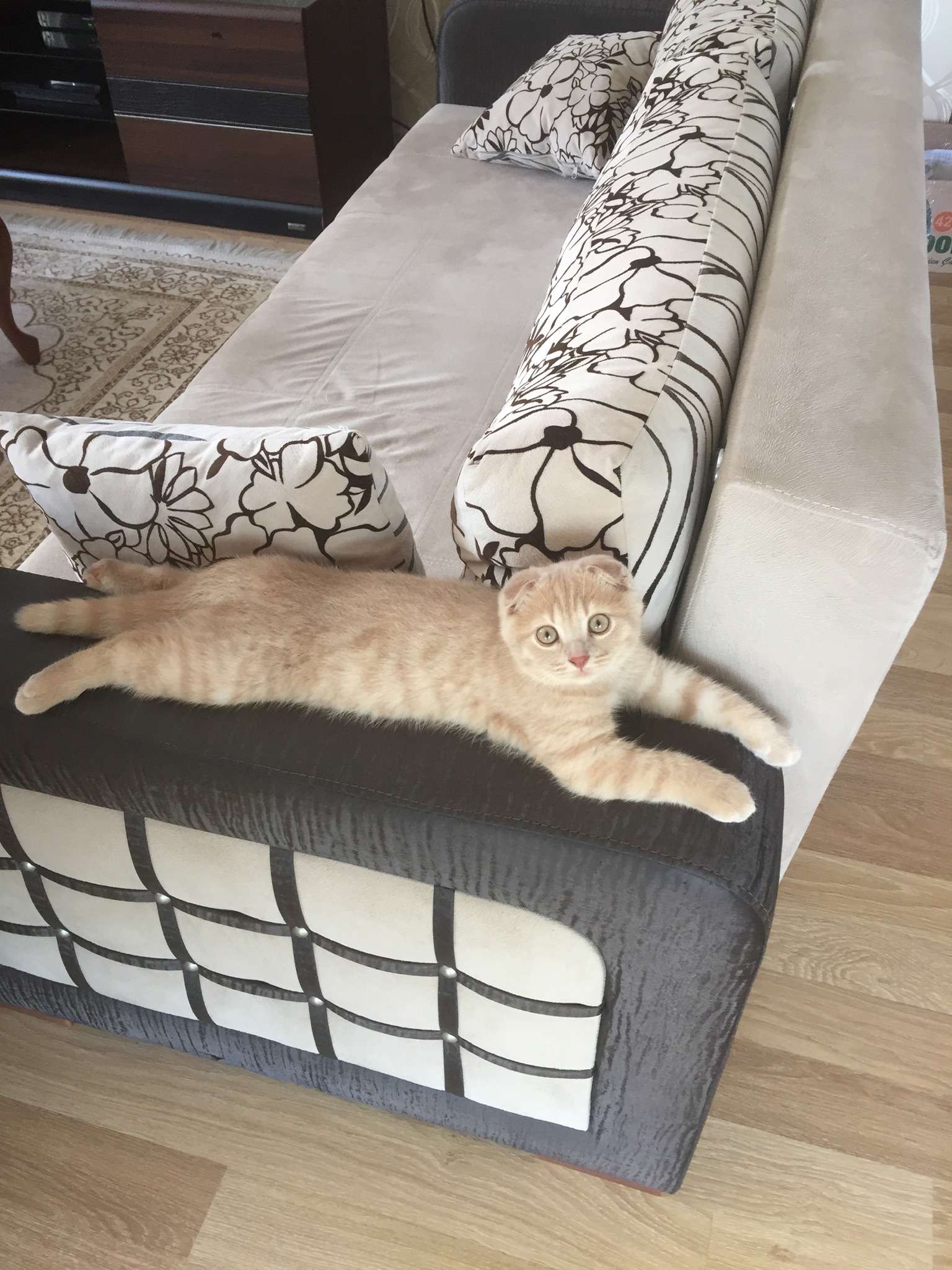 KEDİM KAÇIRILDI