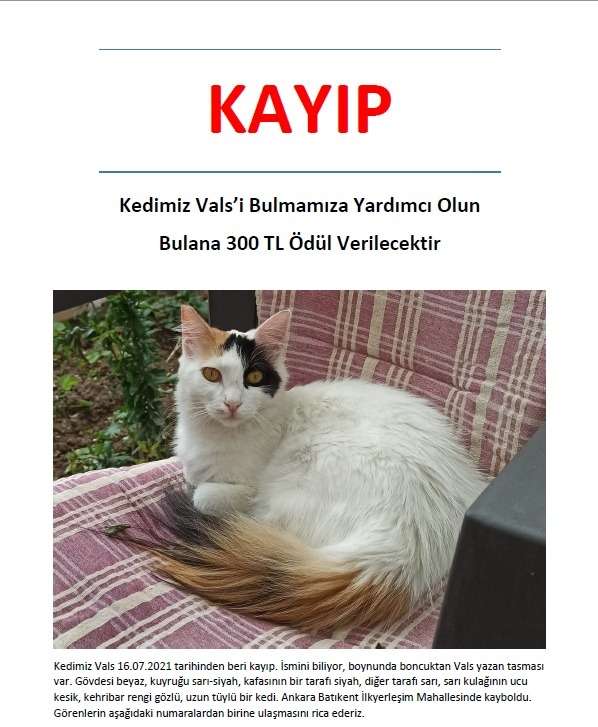 Kedimiz vals kayboldu 