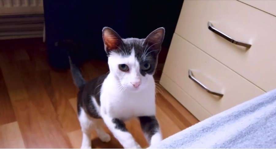 ÇANDARLI KAYIP KEDİ