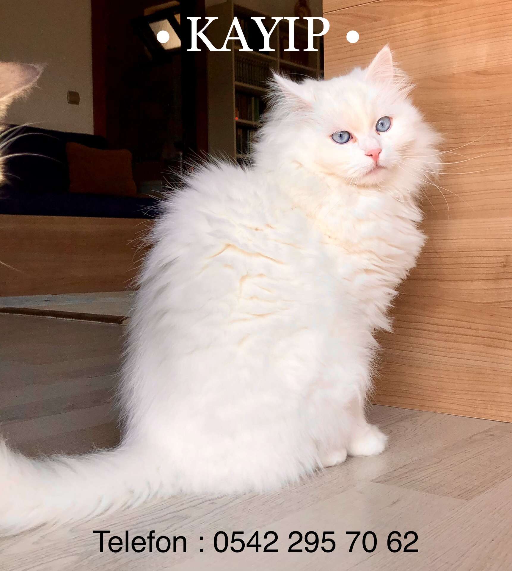 Mühür kayıp