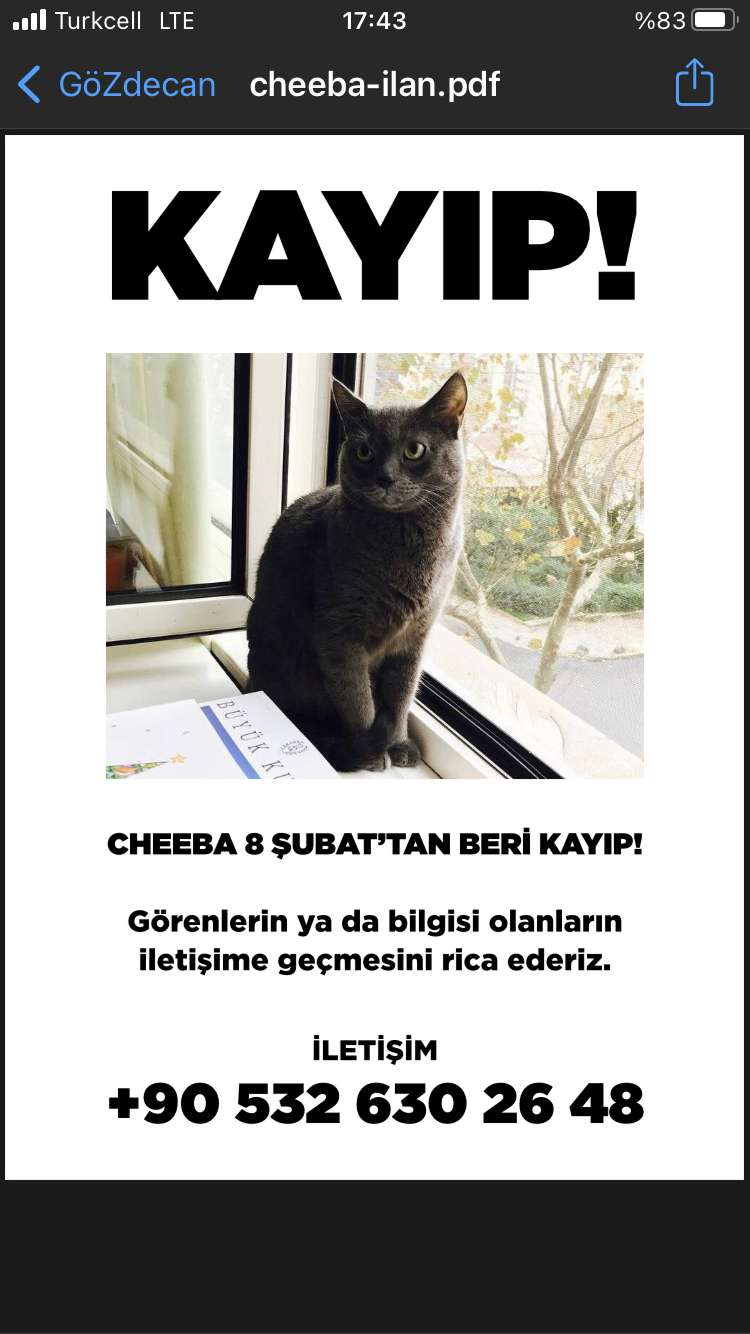 Kayıp russian blue kedi, adı cheeba İlanı 5018 Gören Duyan